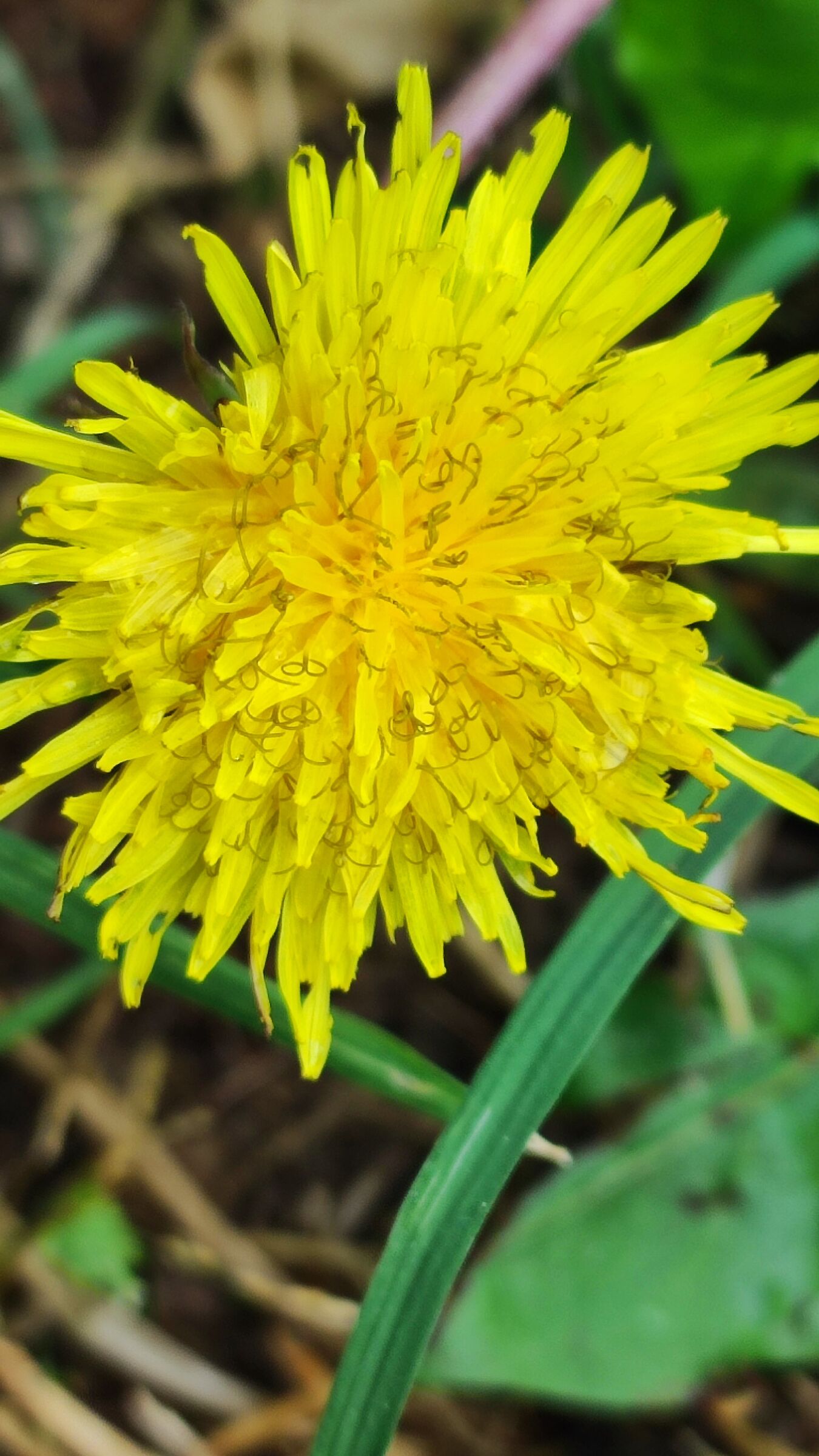 Fiore giallo