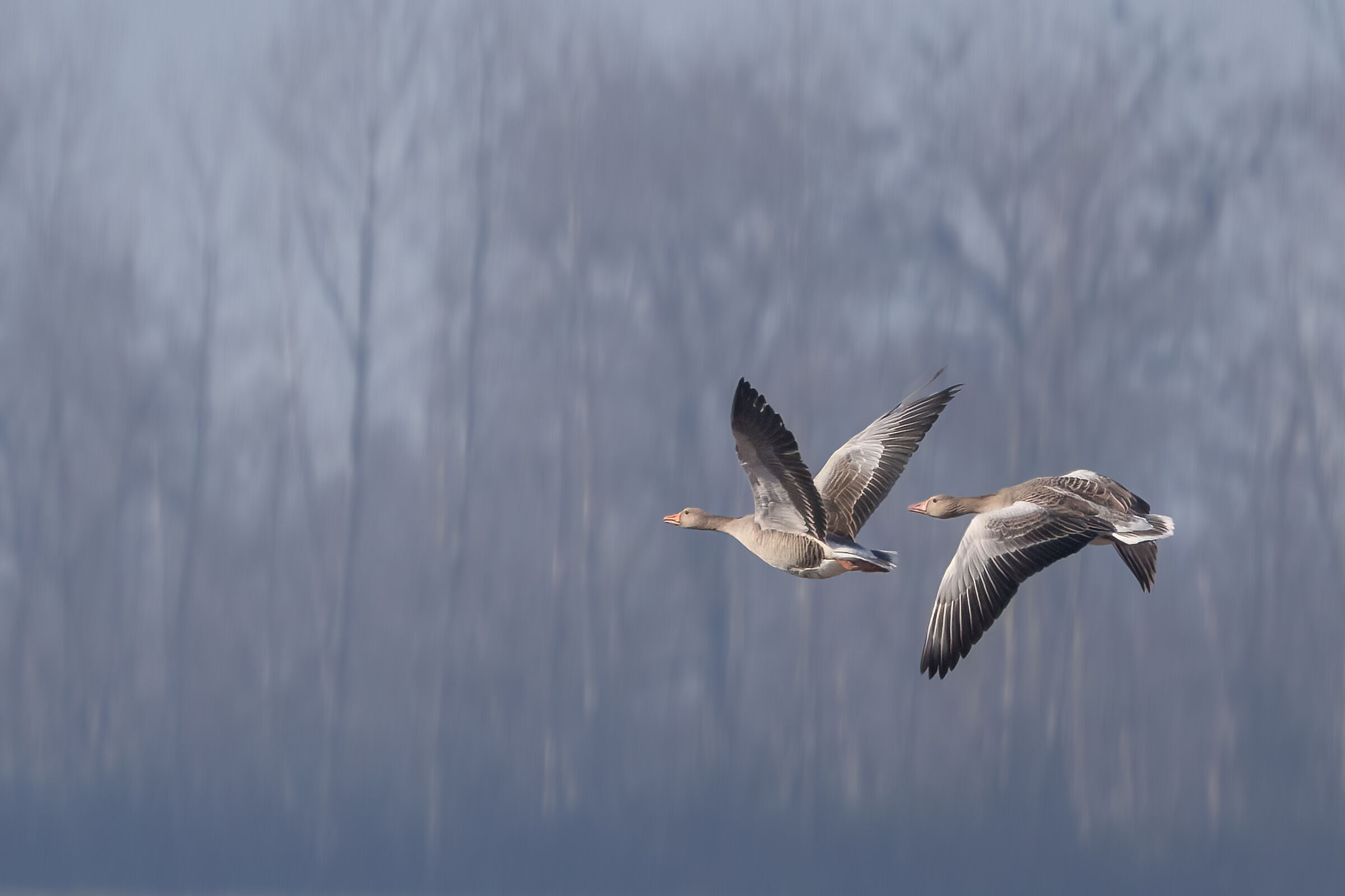 In volo, oche selvatiche