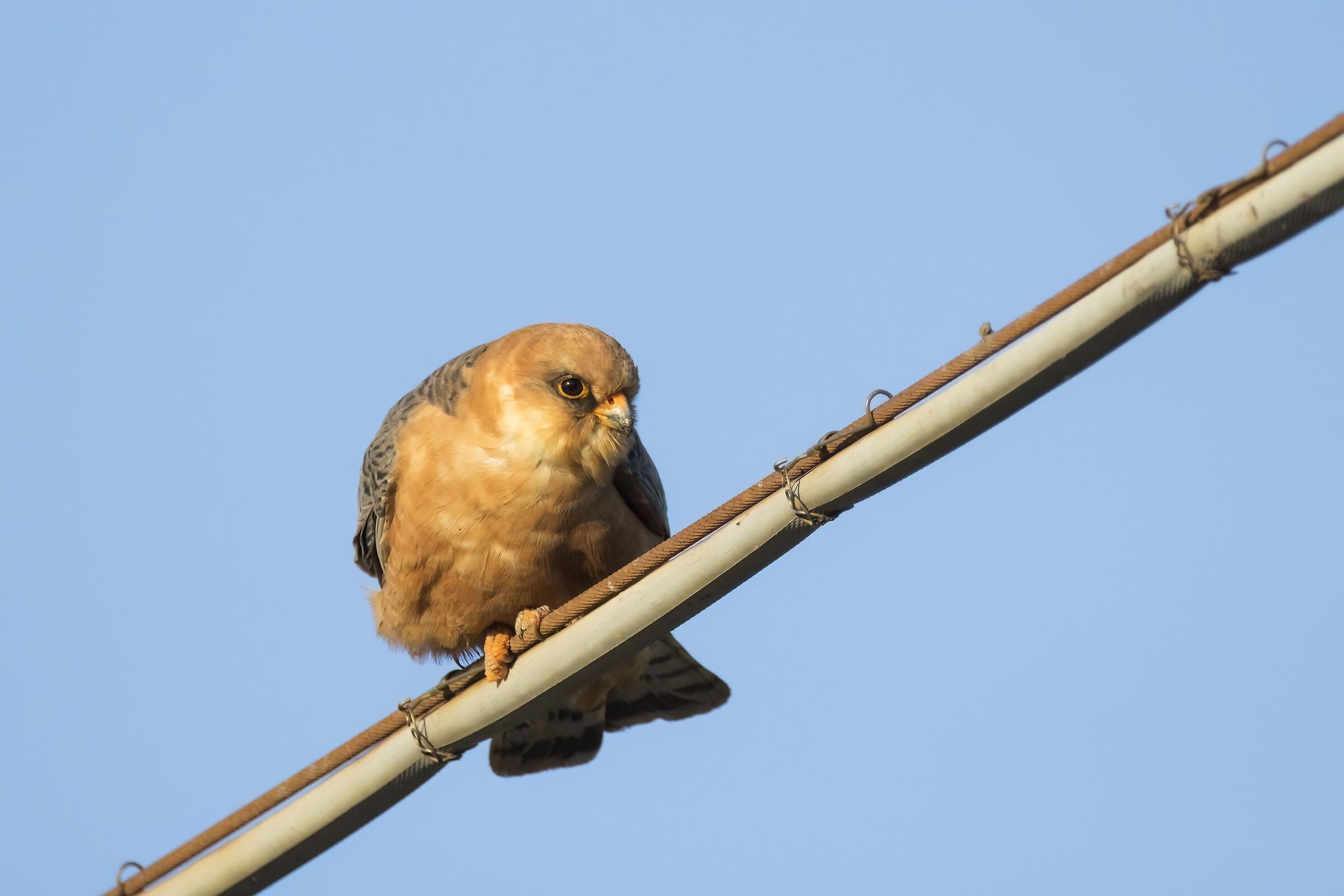 Female cuckoo falcon - Falco vespertinus