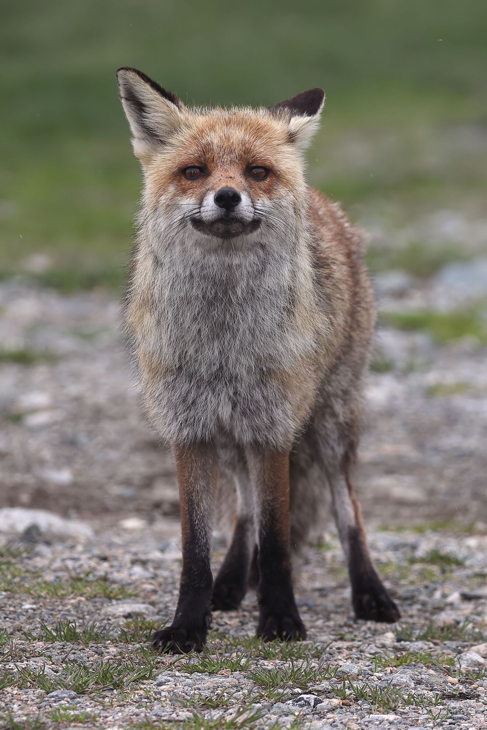 Red fox