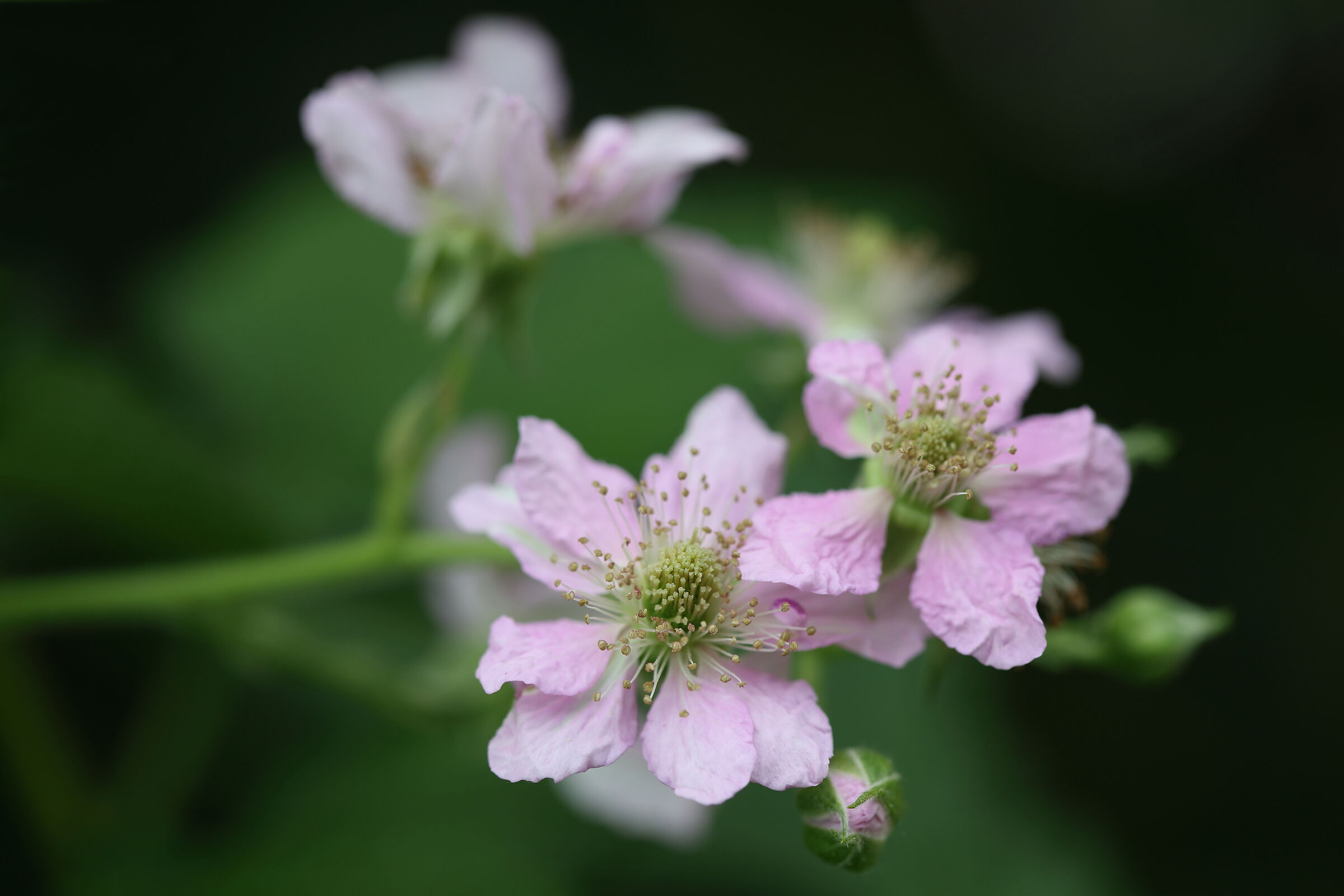 Fiore di mora
