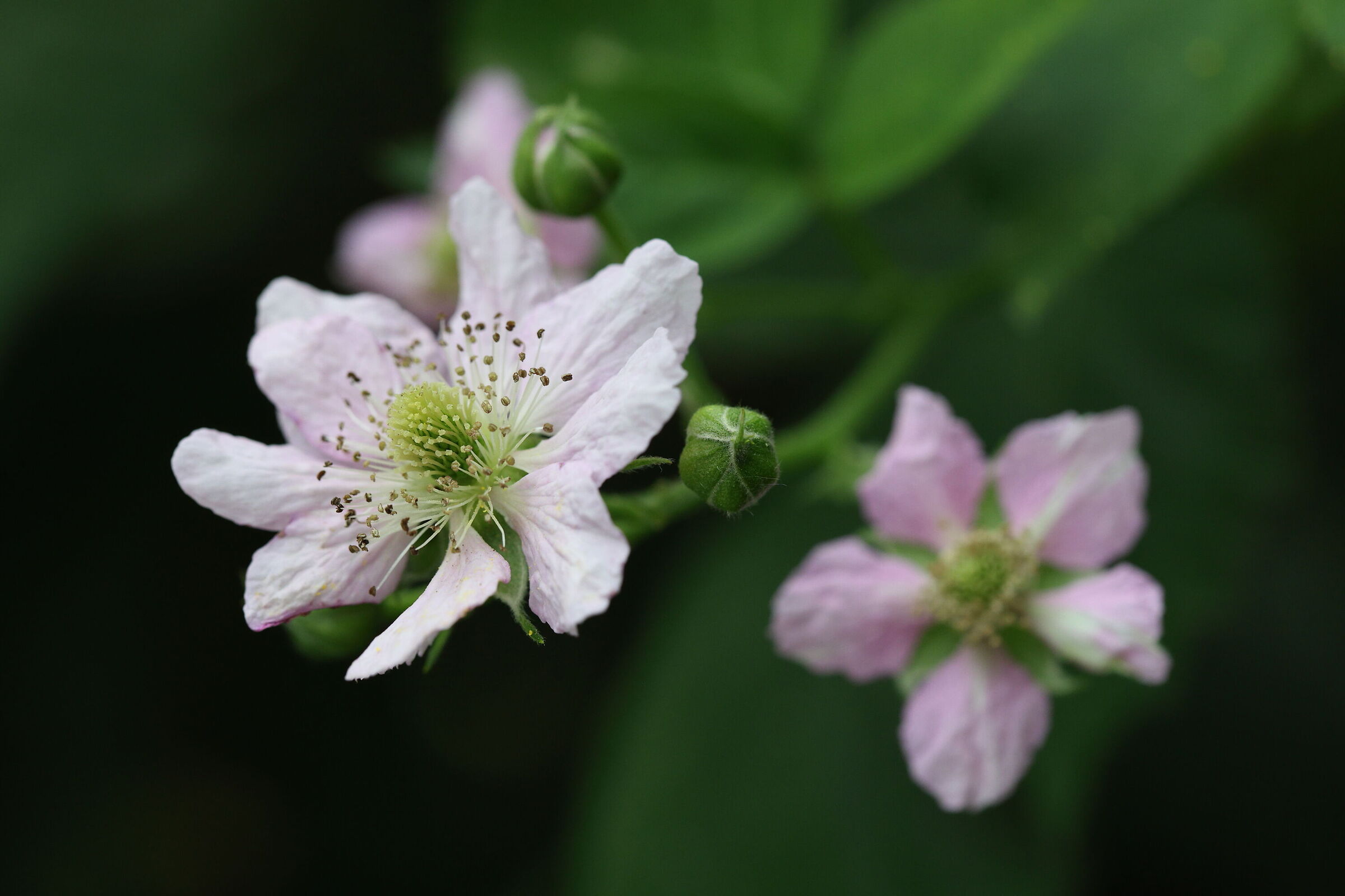 Blackberry flower
