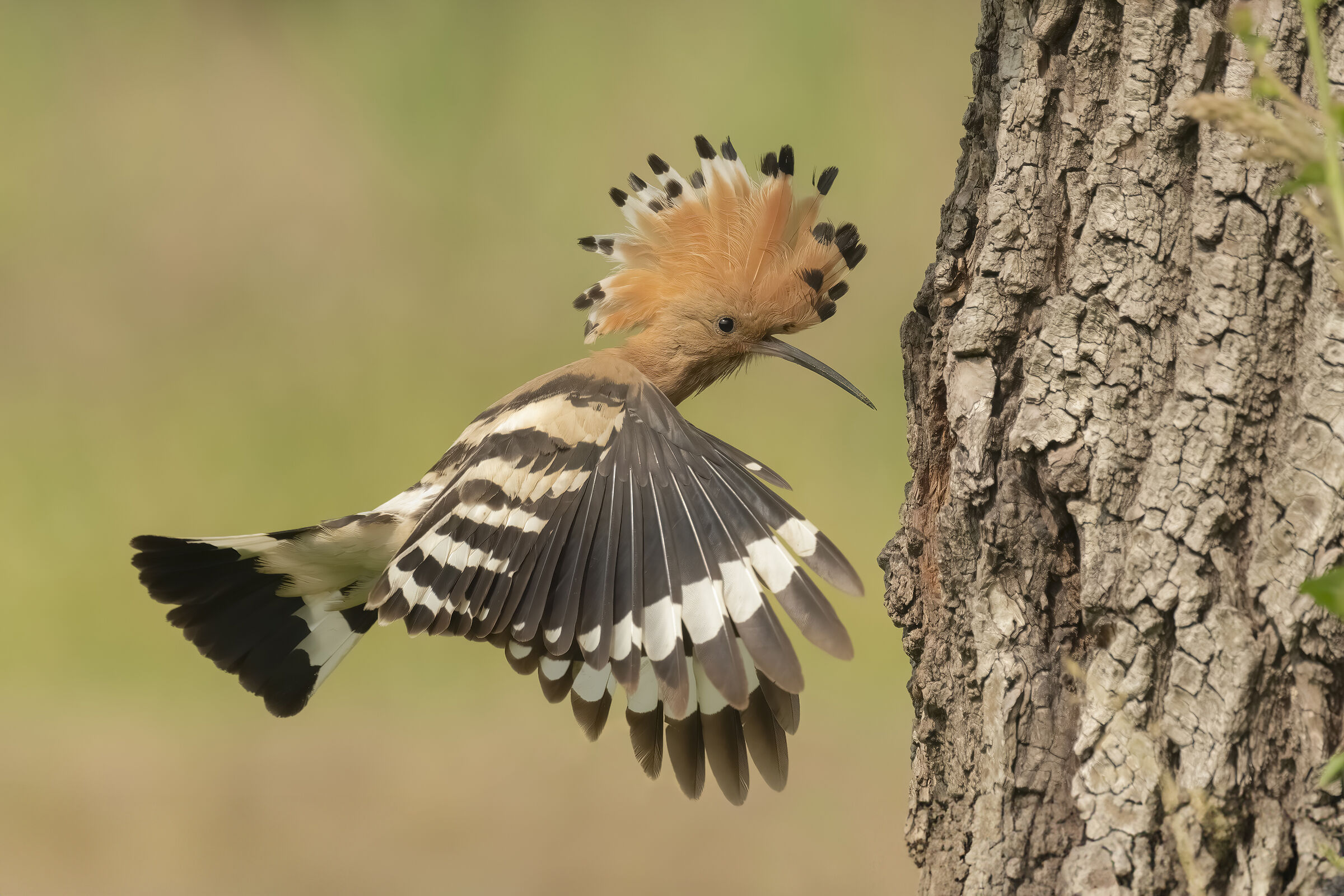 Hoopoe