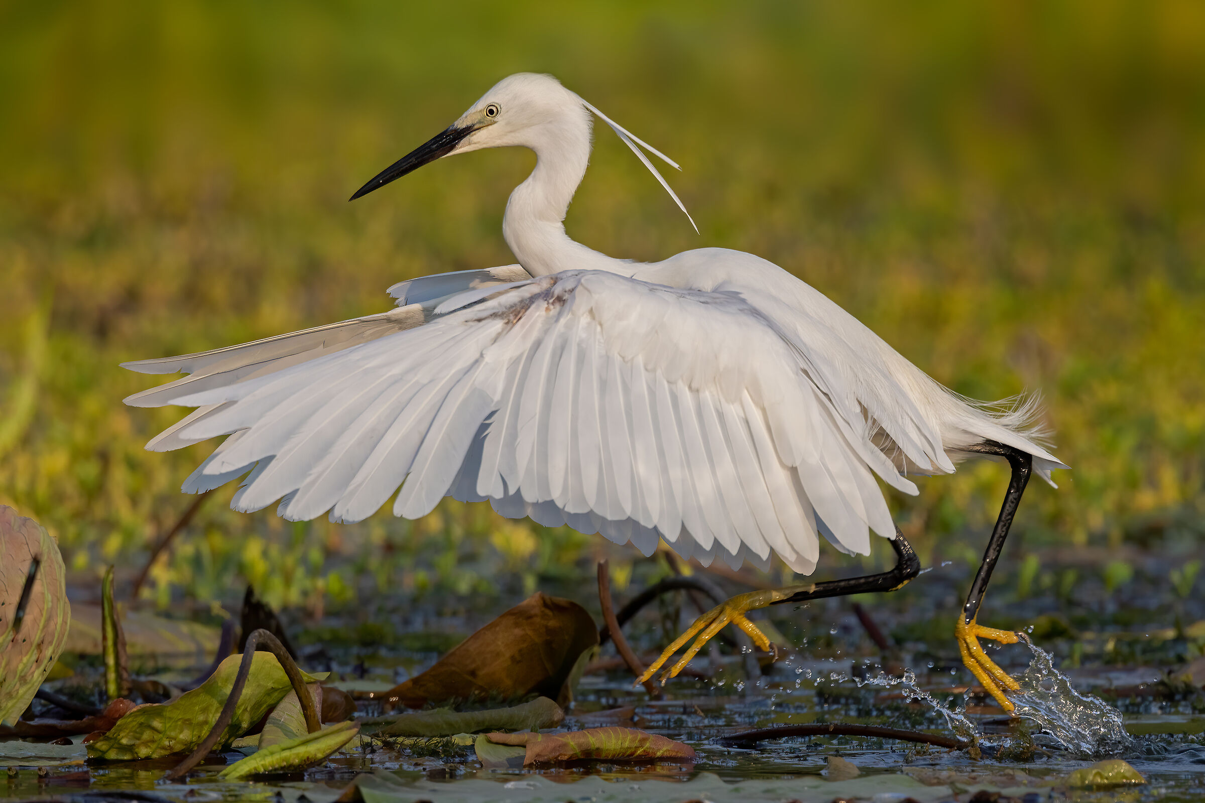 La Garzetta s'invola