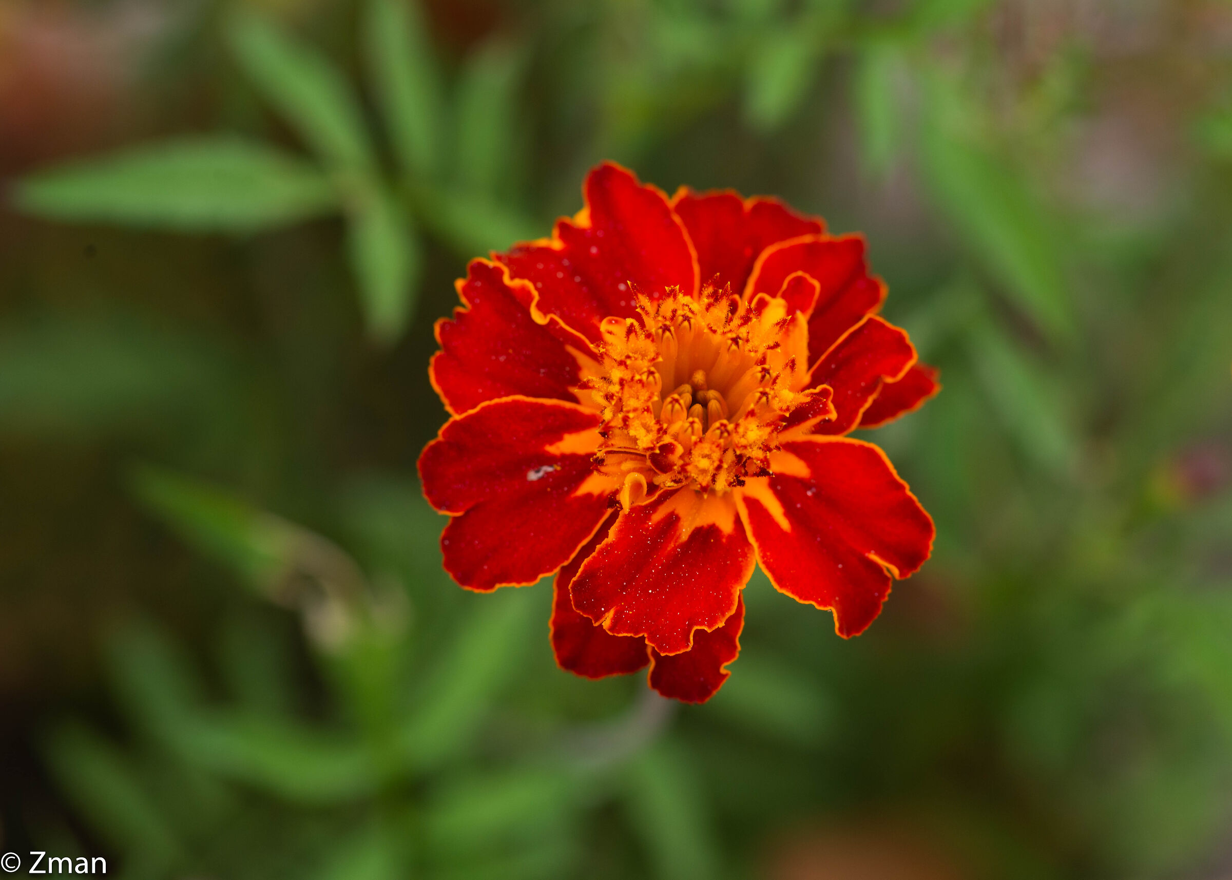 Calendula messicana