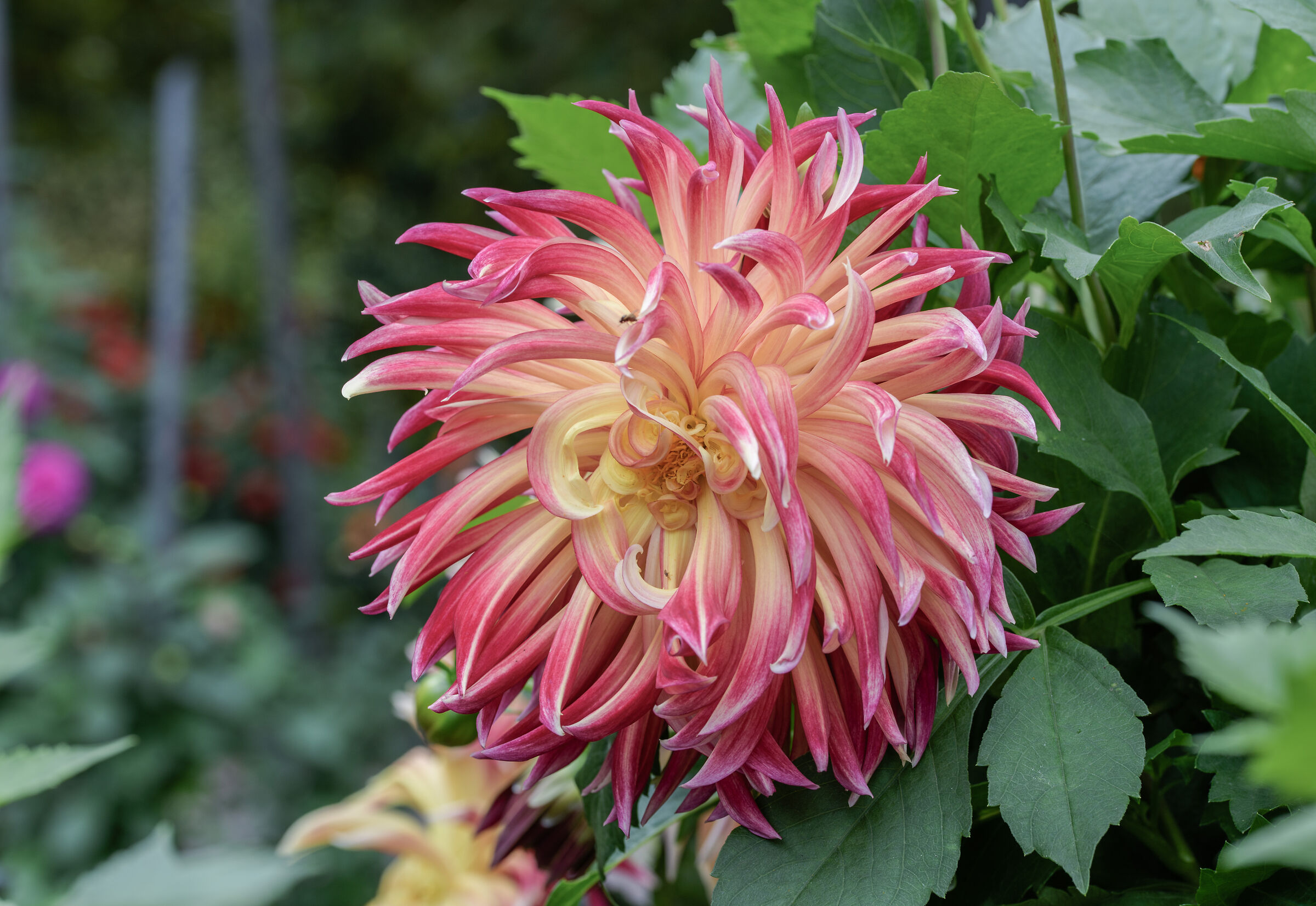 dahlia