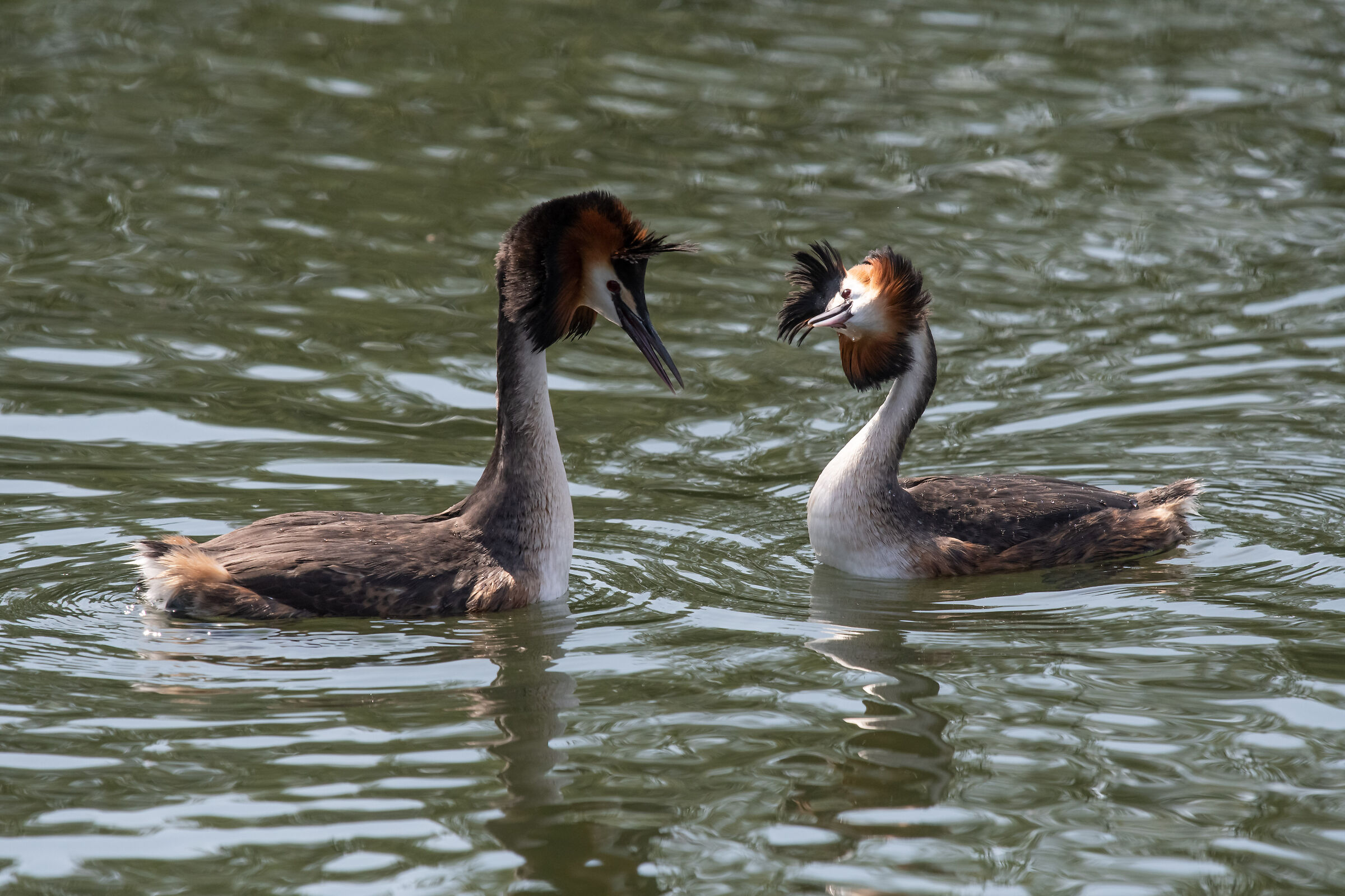 Courting grebes