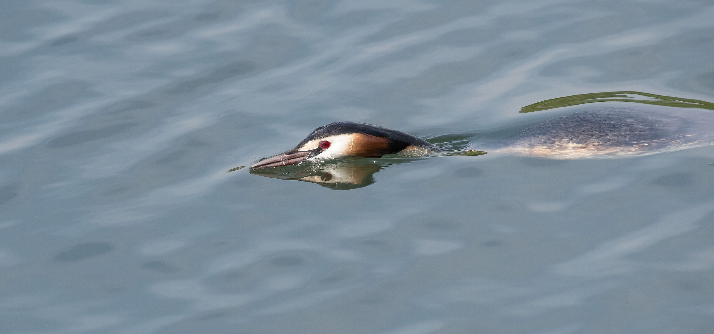 Underwater Grebe