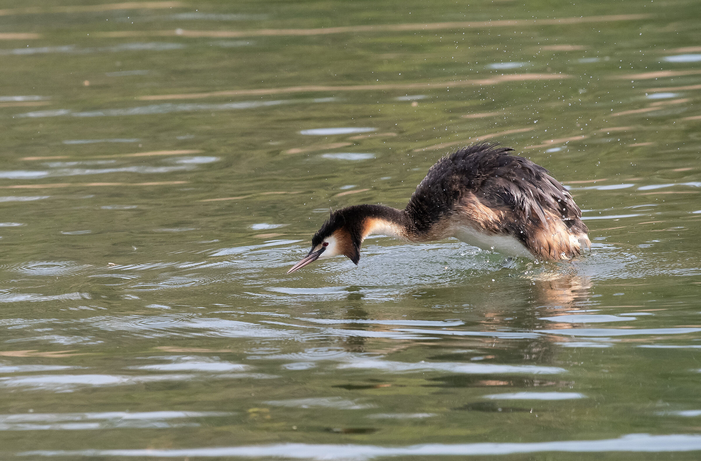 grebe