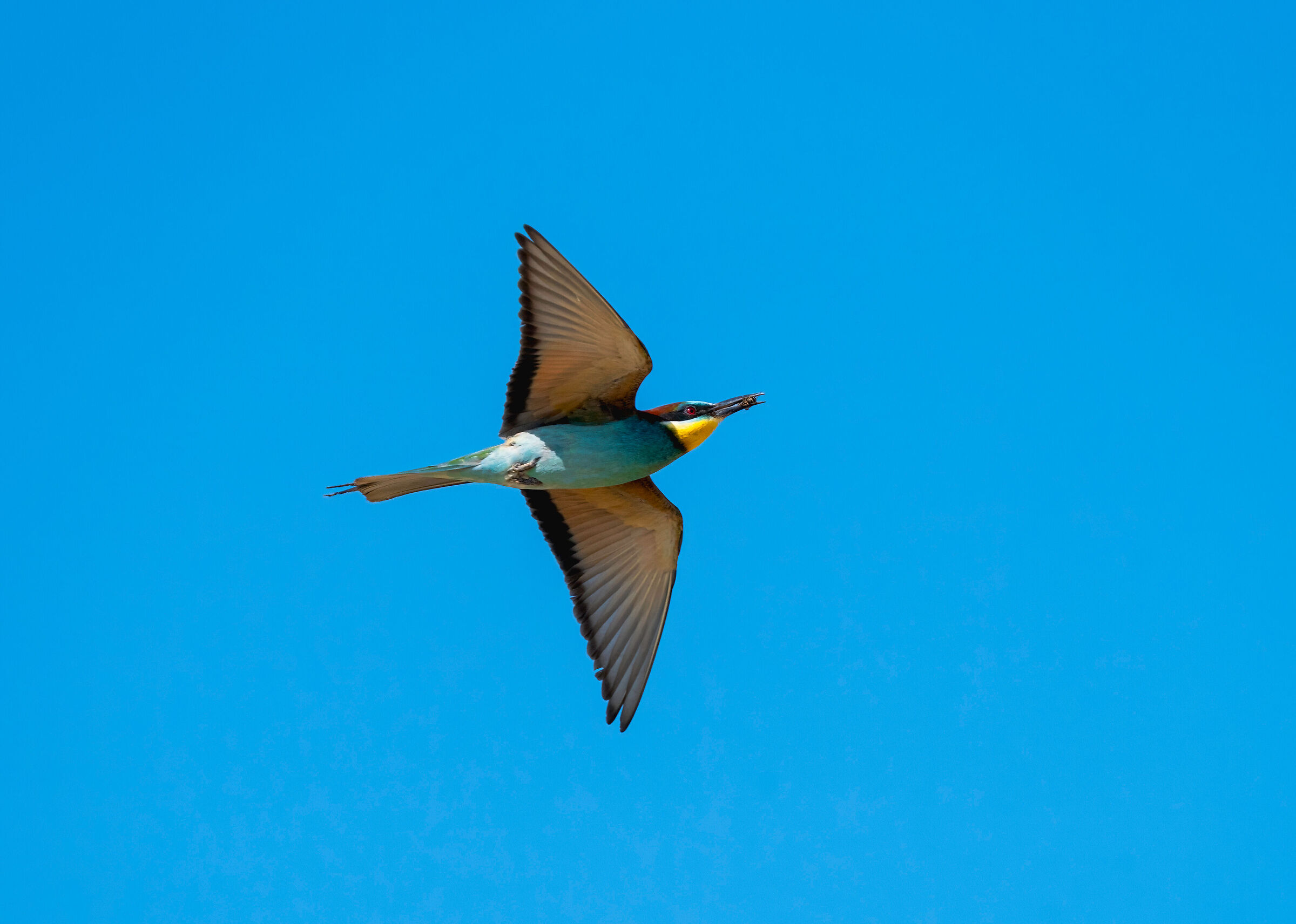 La caccia del gruccione
