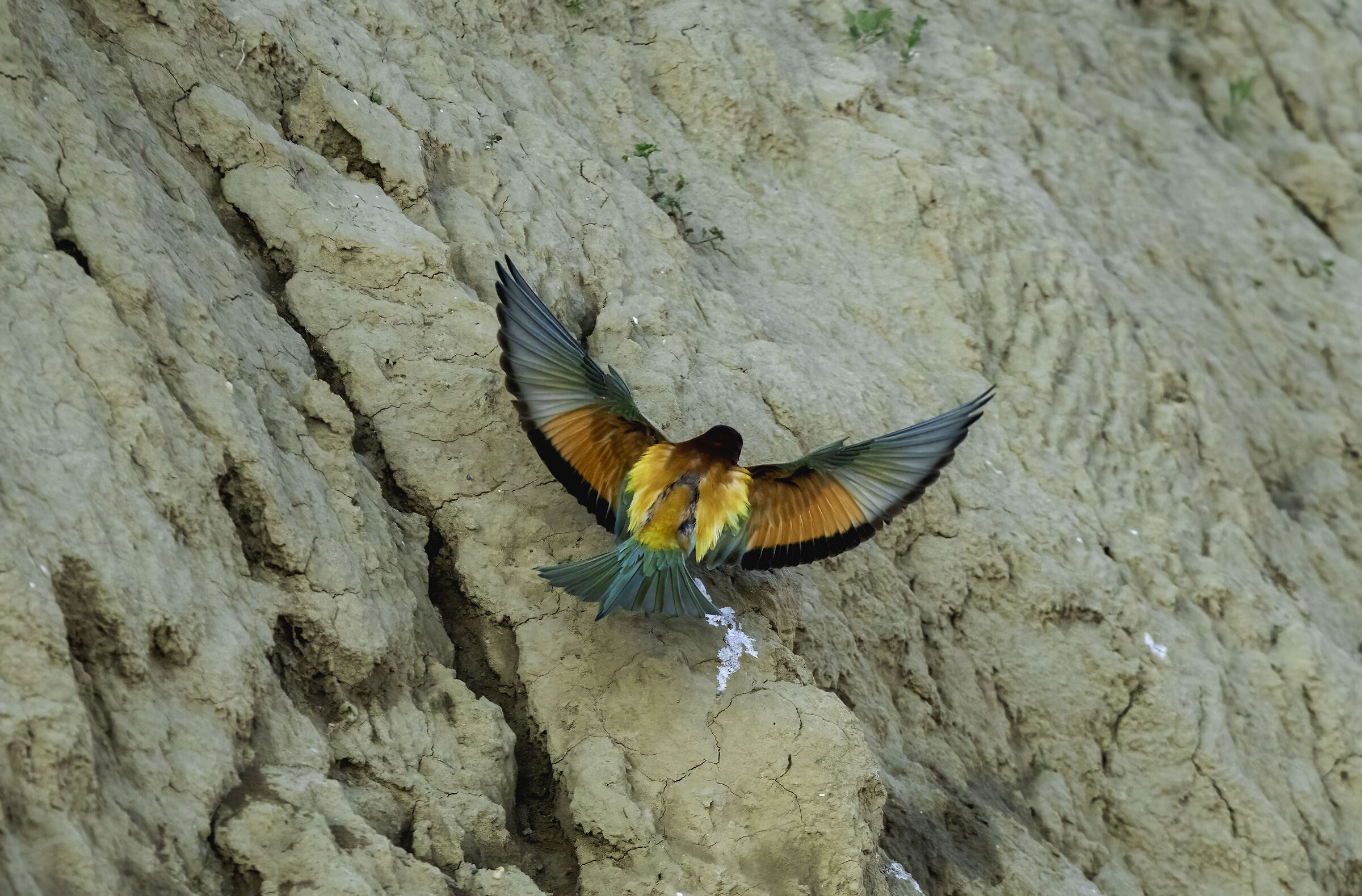 Un ventaglio di colori