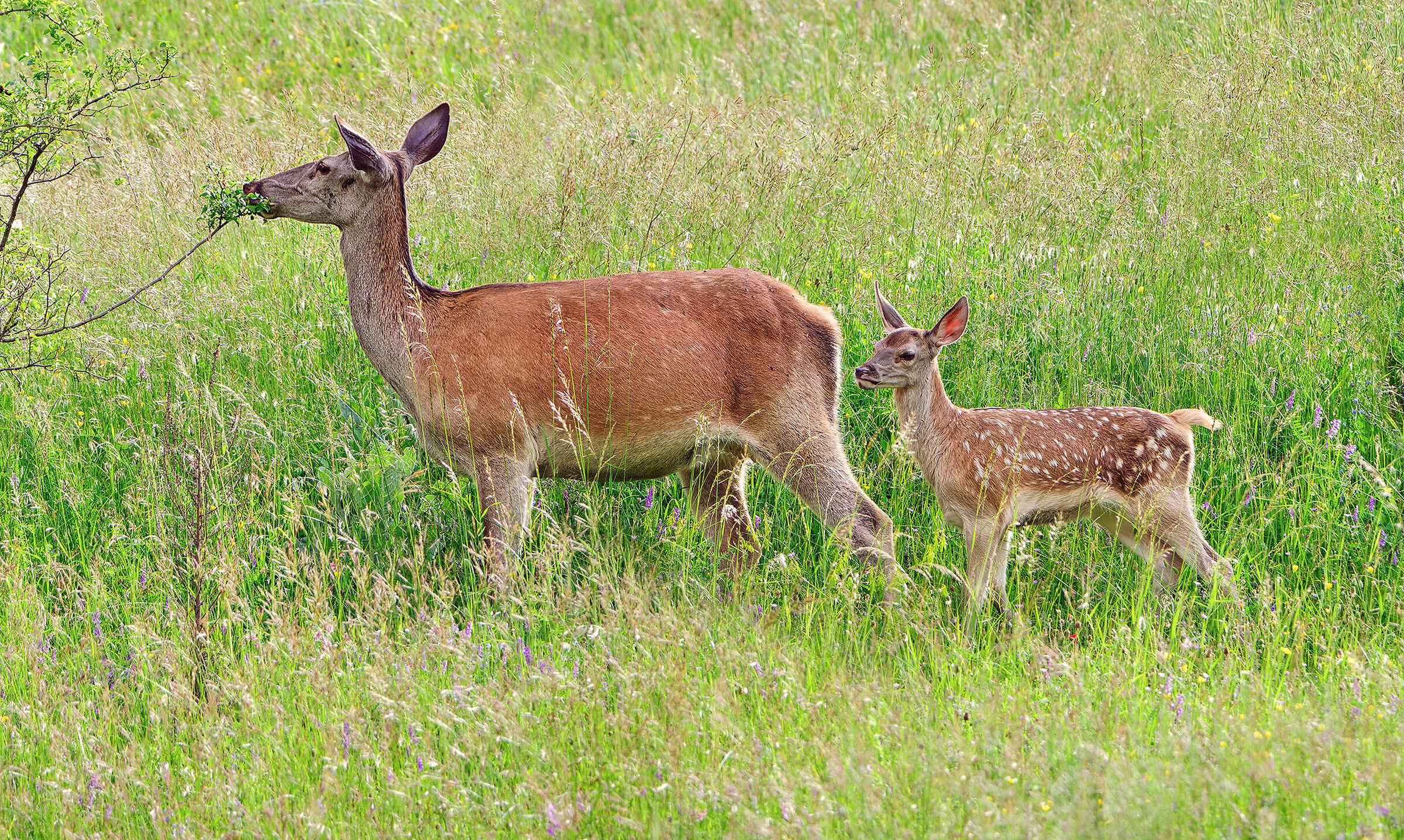 Walking with mamy