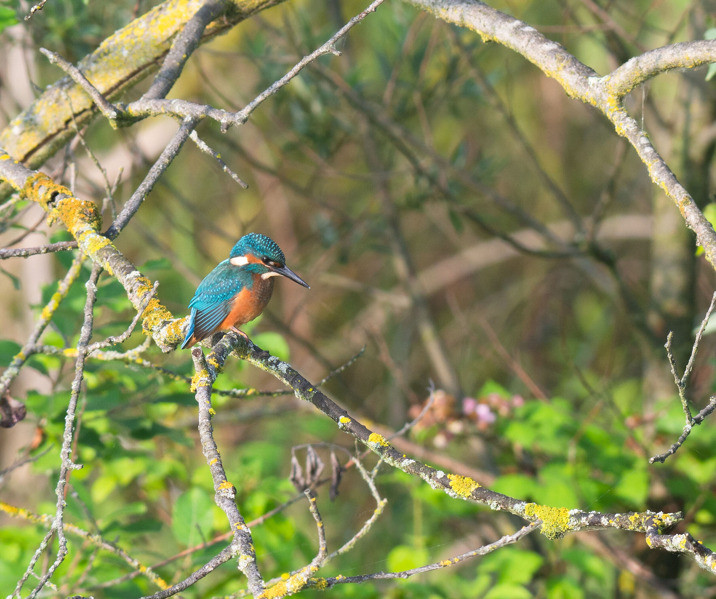 The magic of the telescope and the Kingfisher