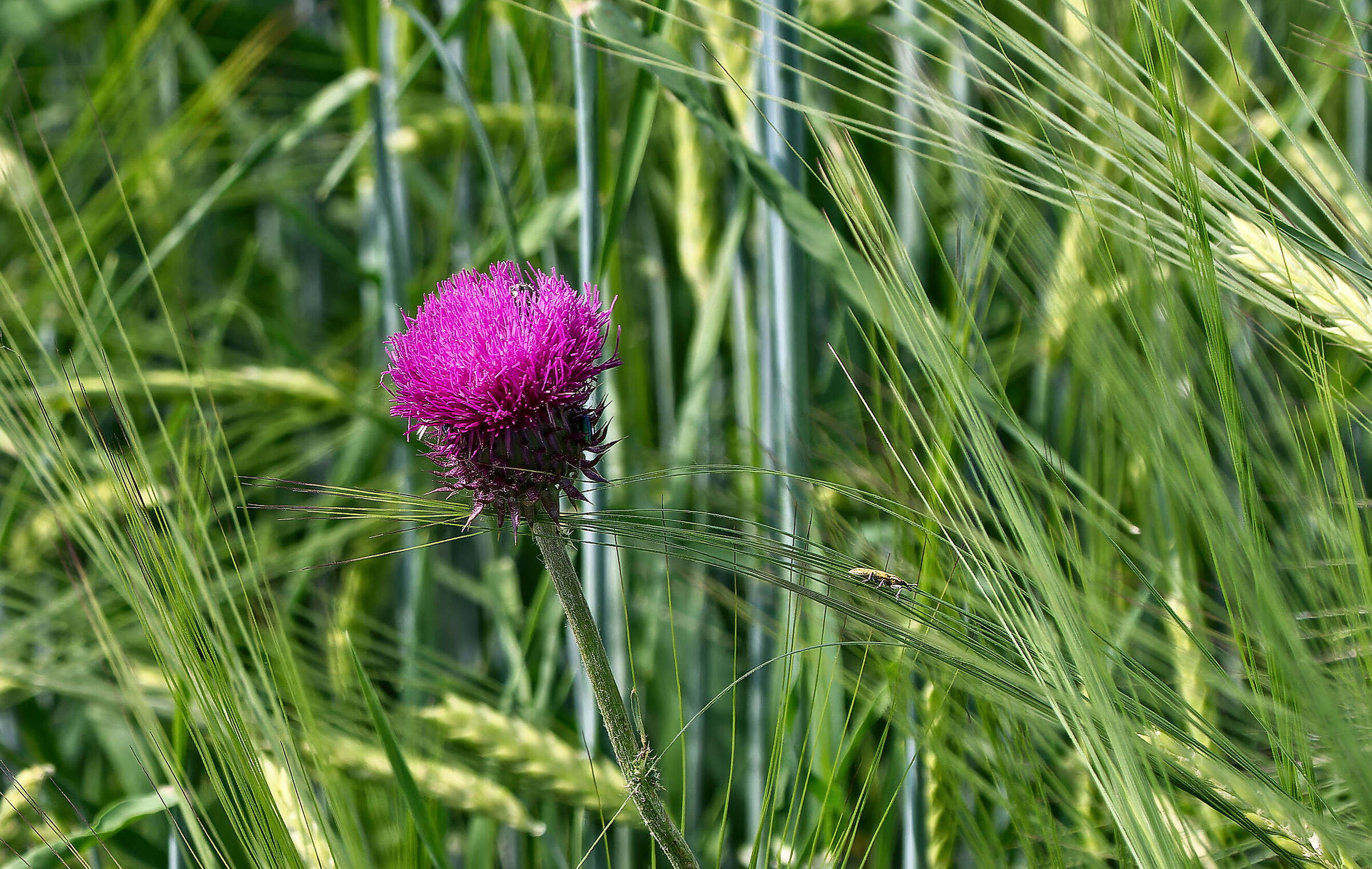 vita di primavera nei campi