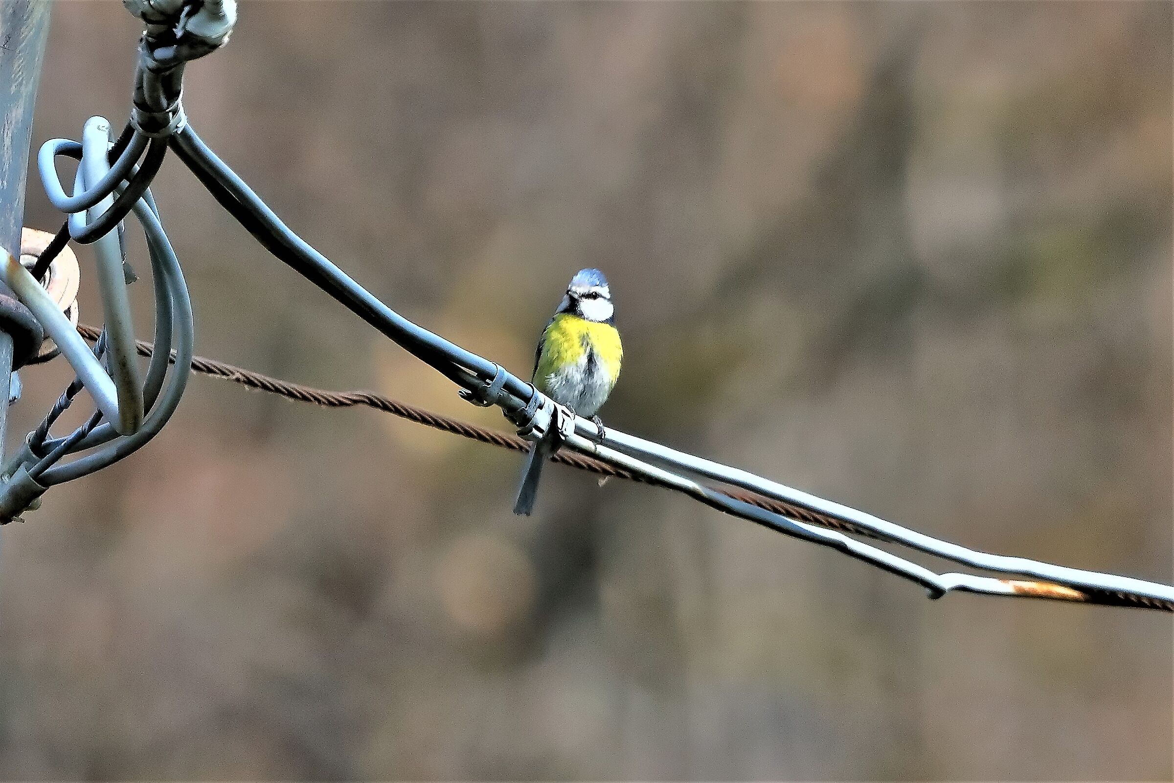 Cinciarella 22-03-2023