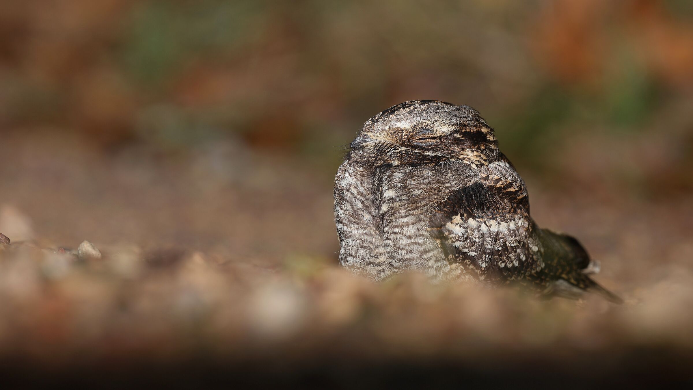Succiacapre europeo (Caprimulgus europaeus)