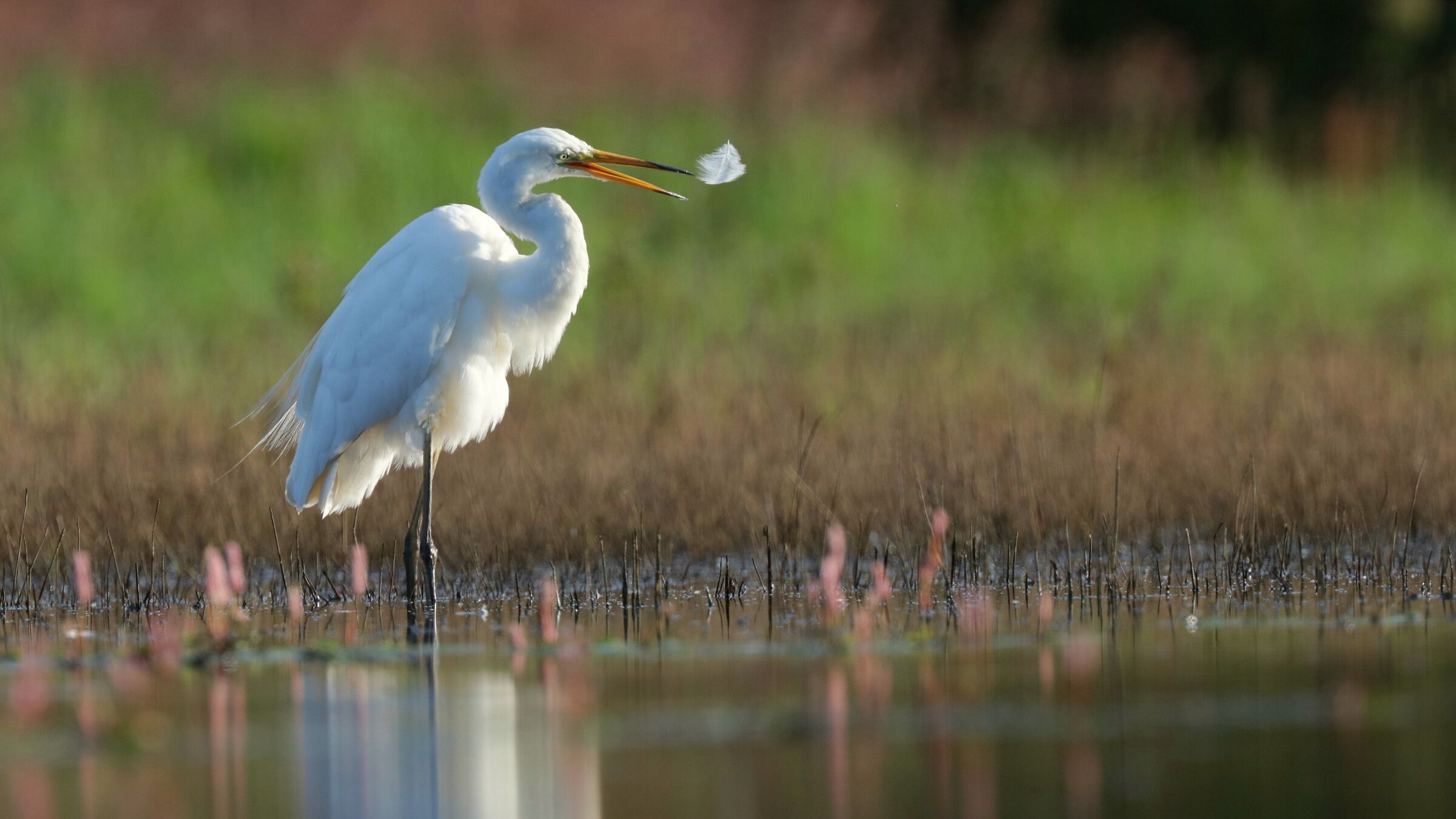 Garzetta bianca maggiore (Egretta alba)