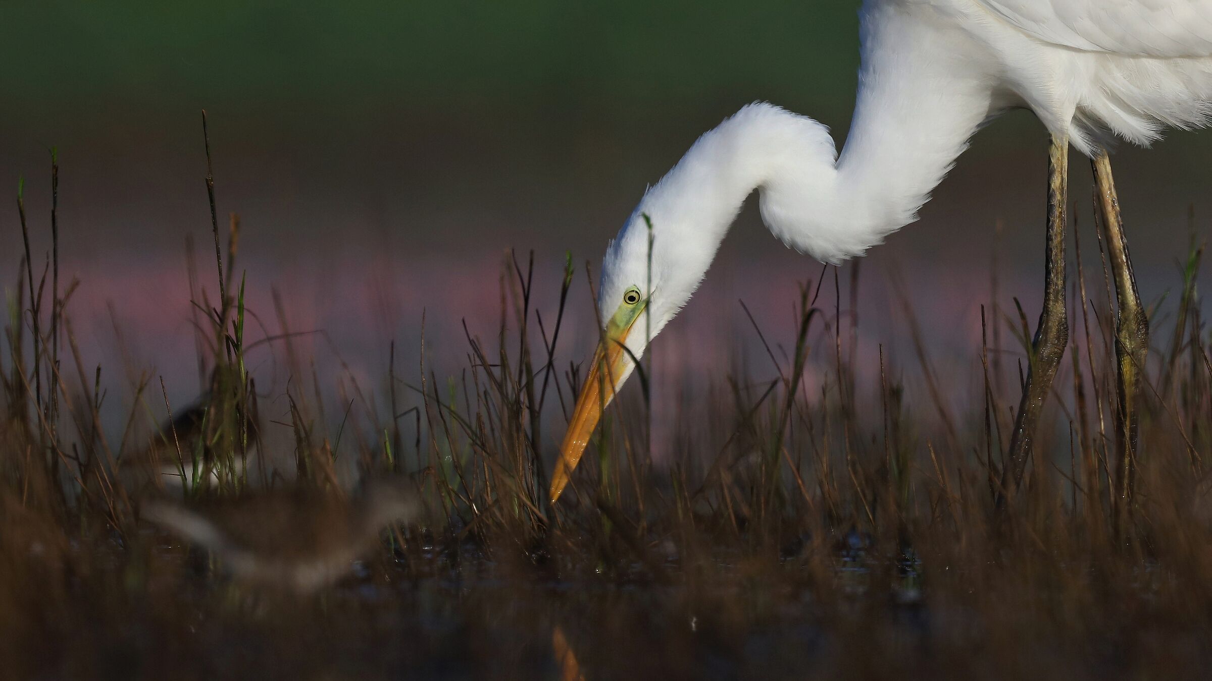 Garzetta bianca maggiore (Egretta alba)