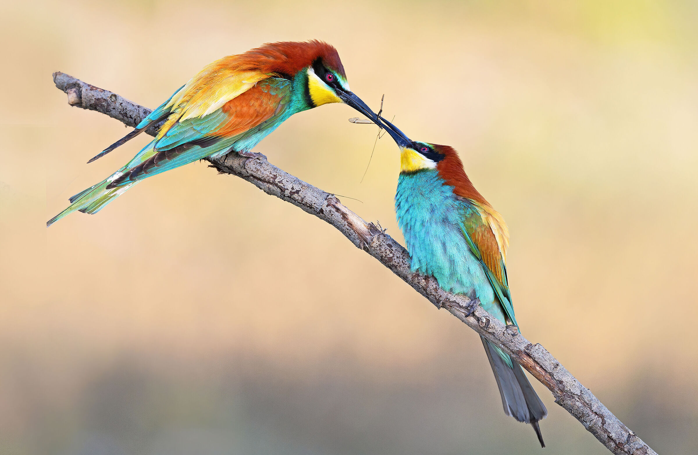 Bee-eaters