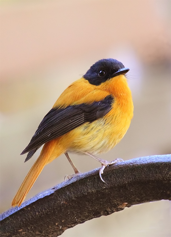 Black and Orange Flycatcher.