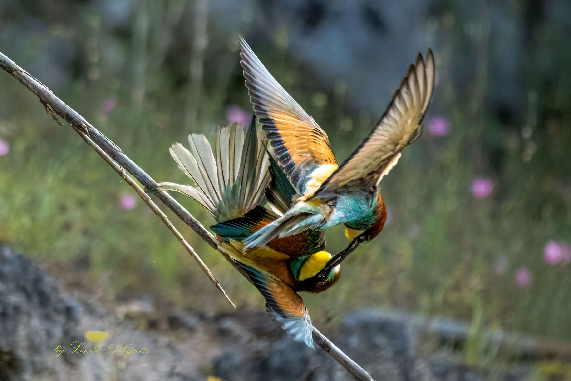 Il bacio acrobatico (Merops apiaster)