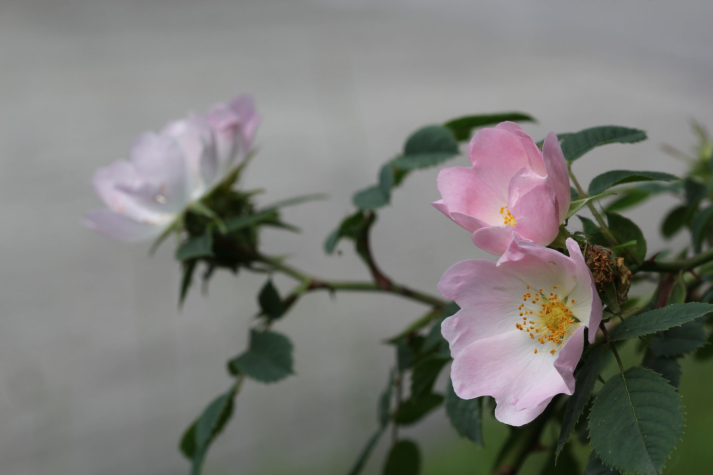 Rosa Canina