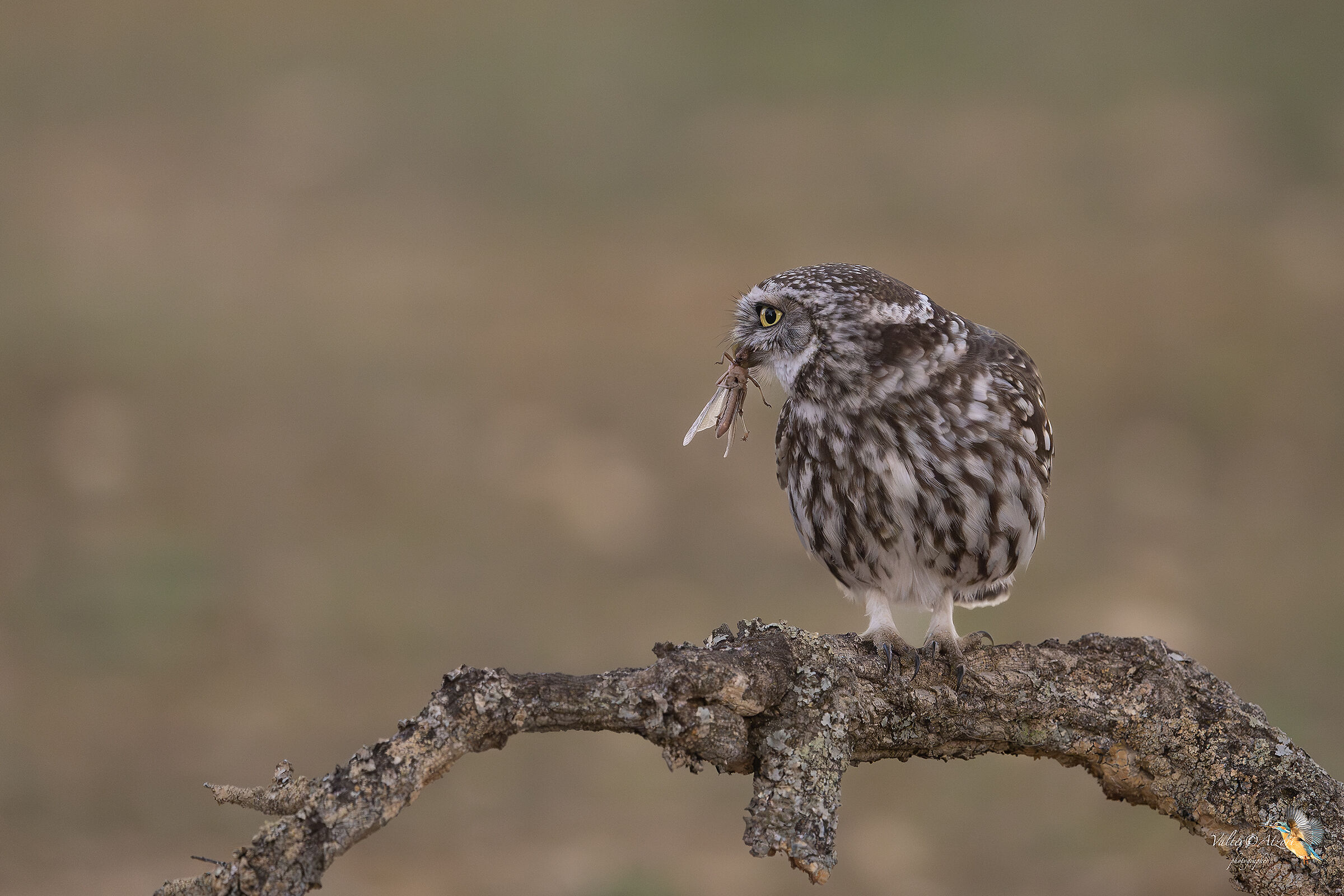 Civetta con cavalletta