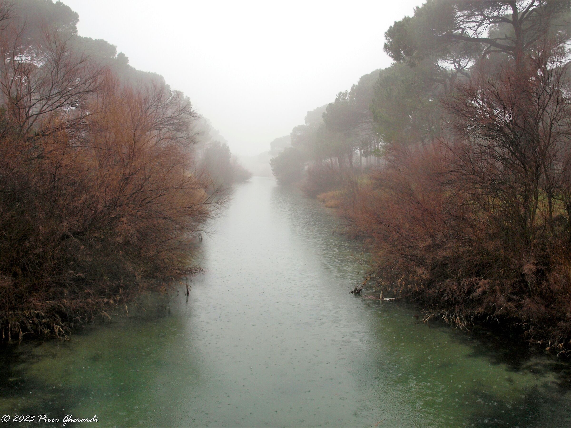 Nebbia