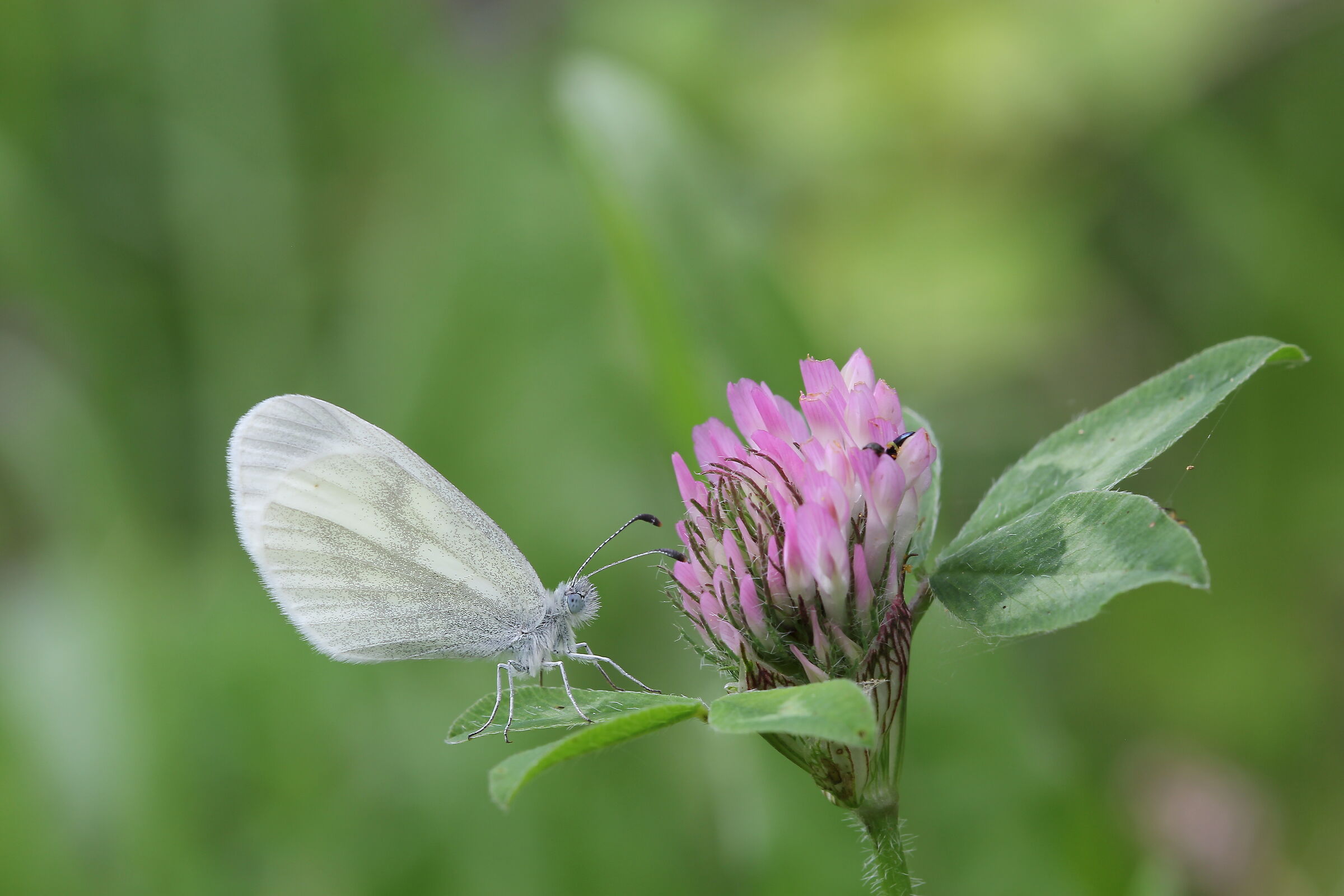 Immobile sul piedistallo