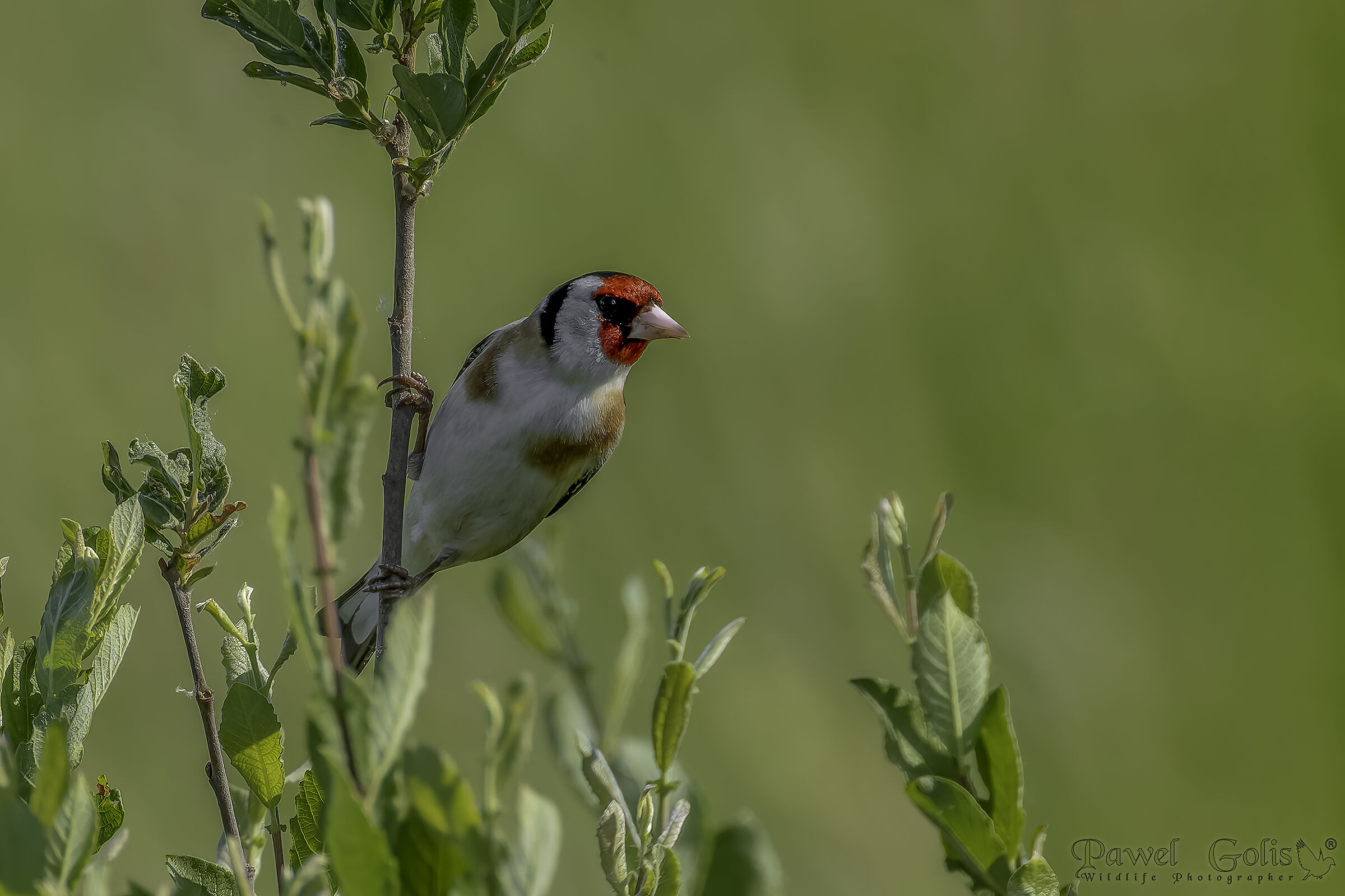 Cardellino europeo (Carduelis carduelis)
