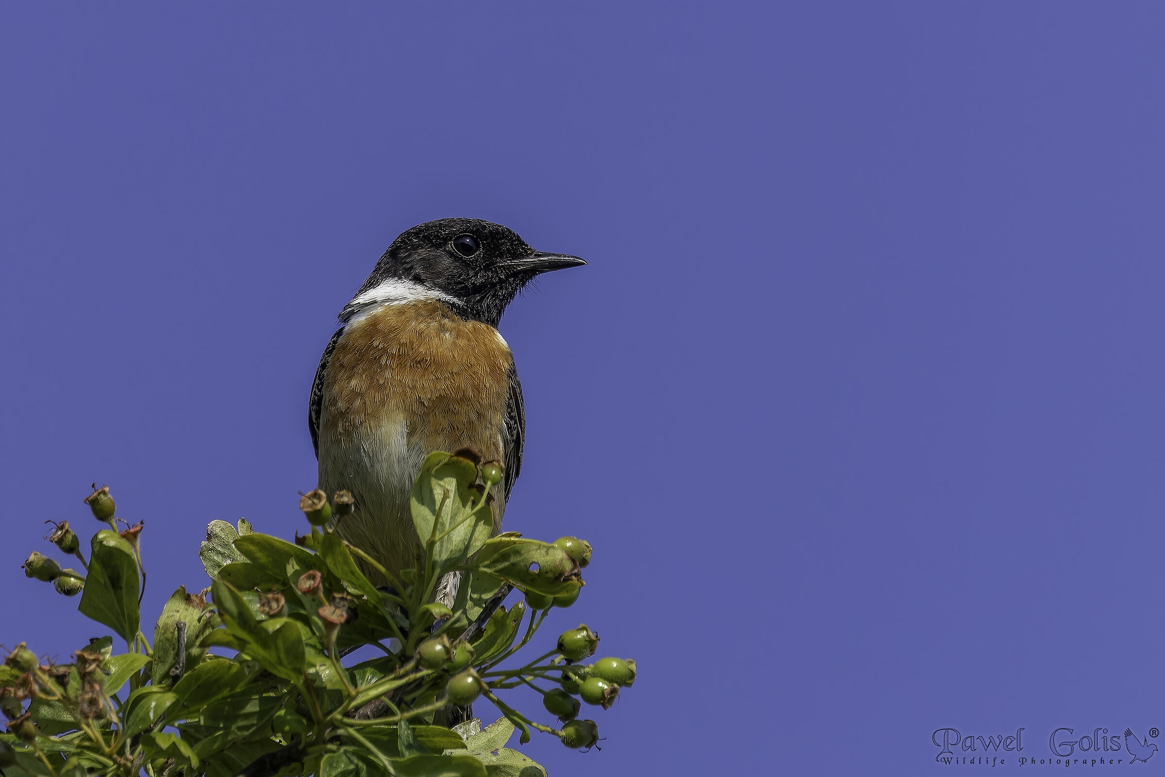 Stonechat europea (Saxicola rubicola)