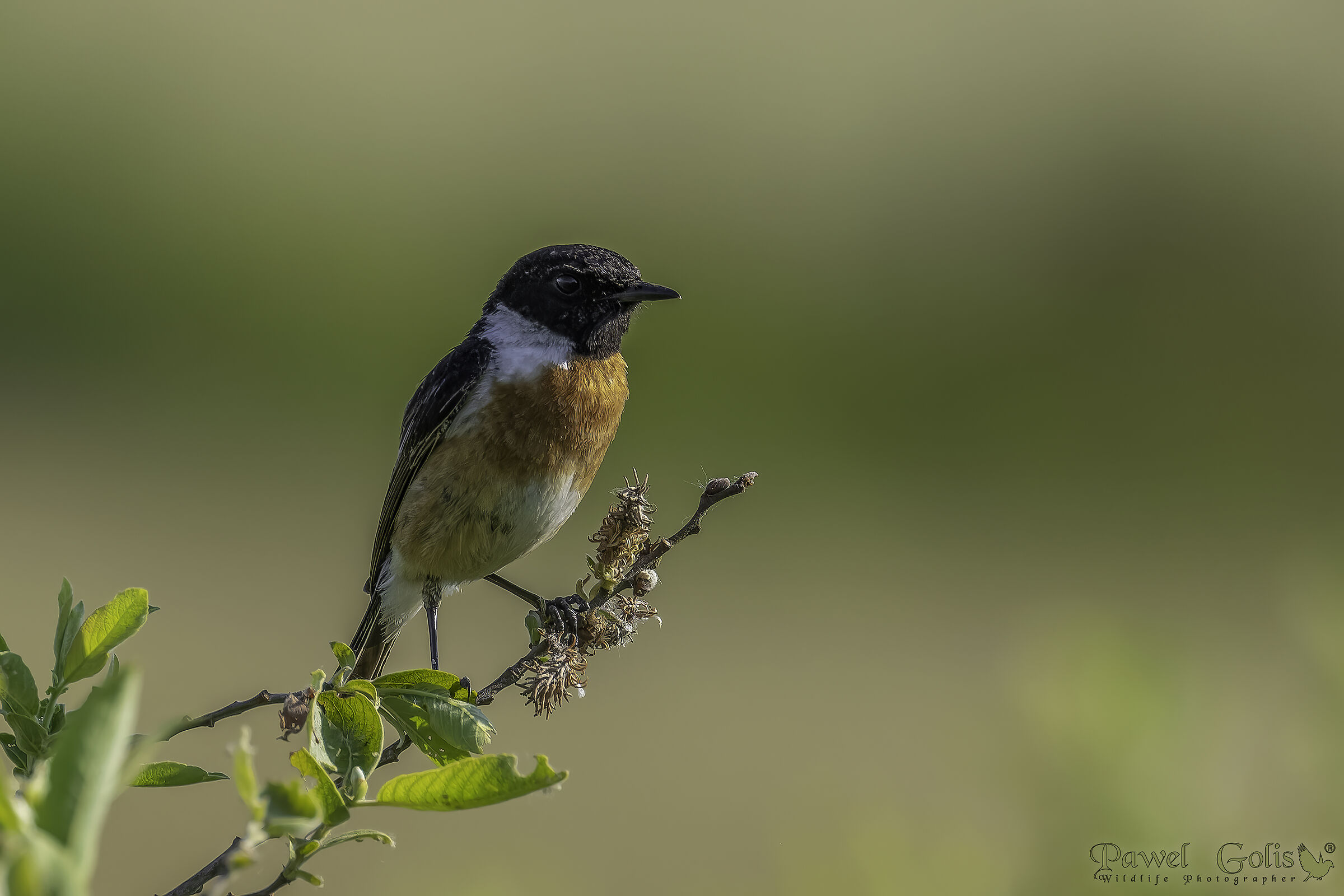 Stonechat europea (Saxicola rubicola)