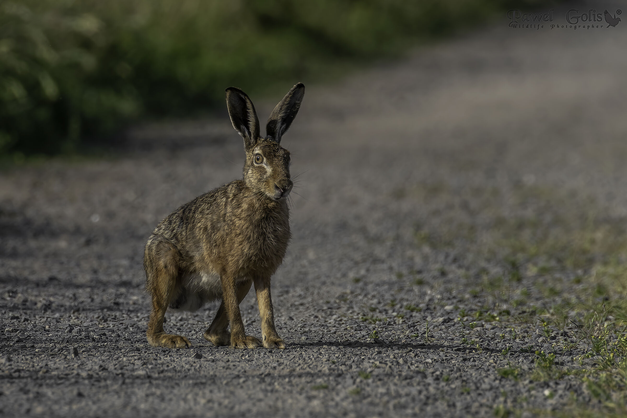 Lepre europea (Lepus europaeus)