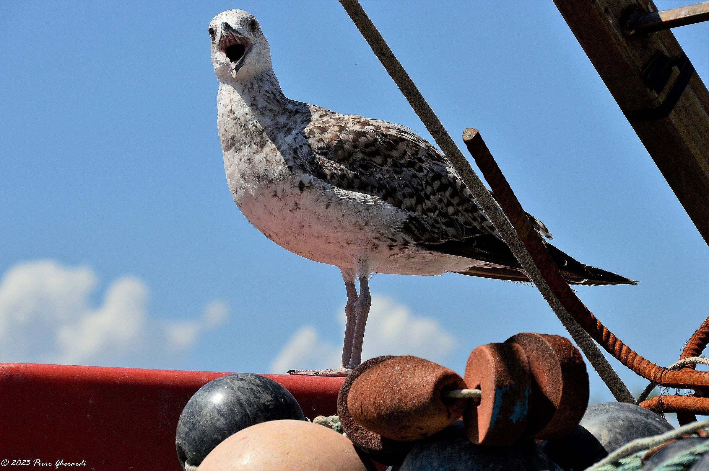 Uccelli