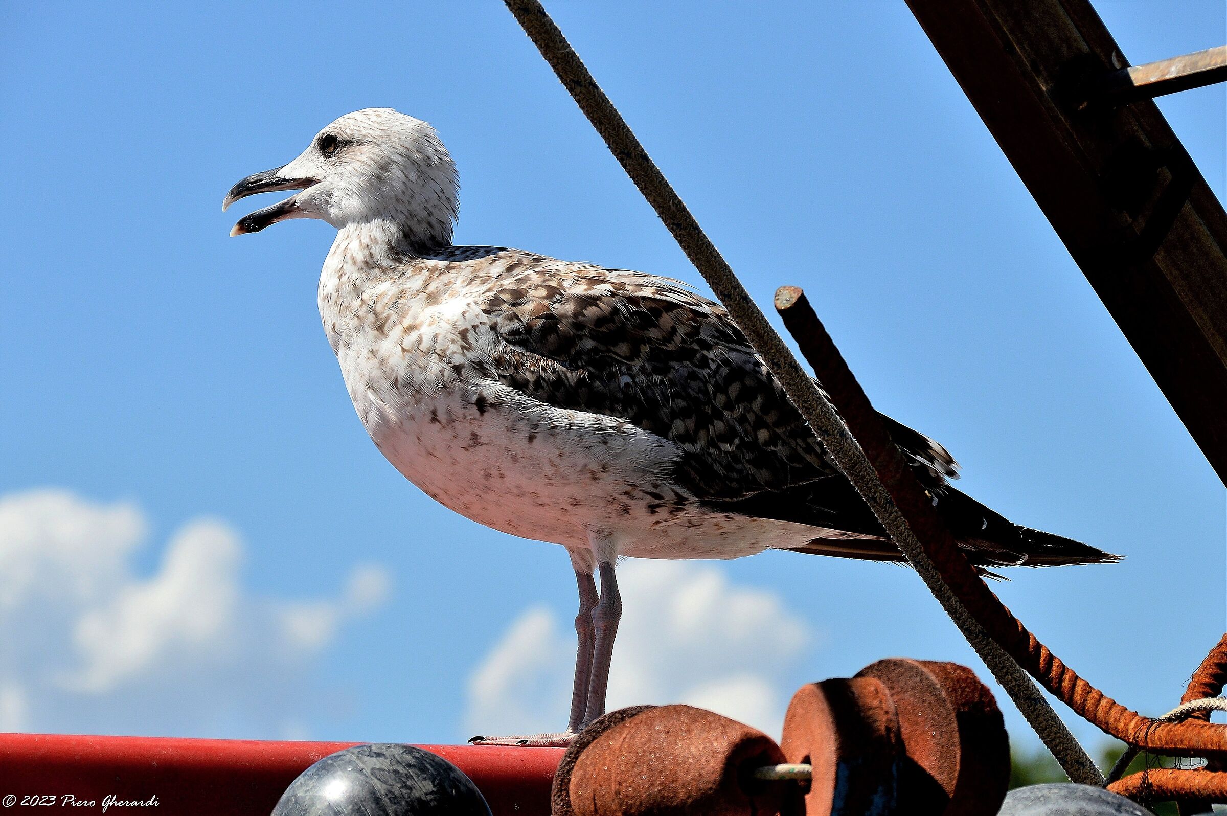 Uccelli