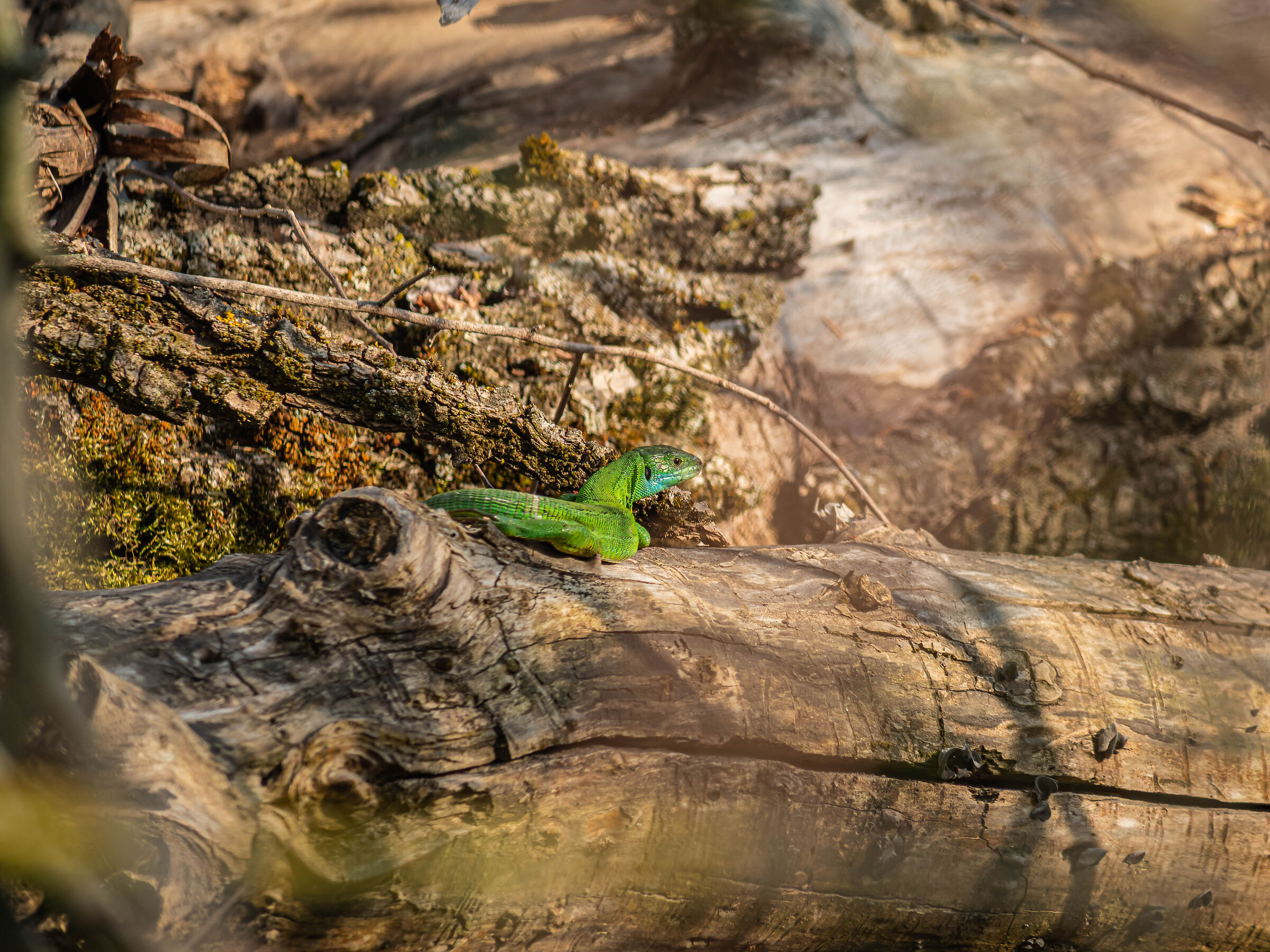Lizard basking in the sun