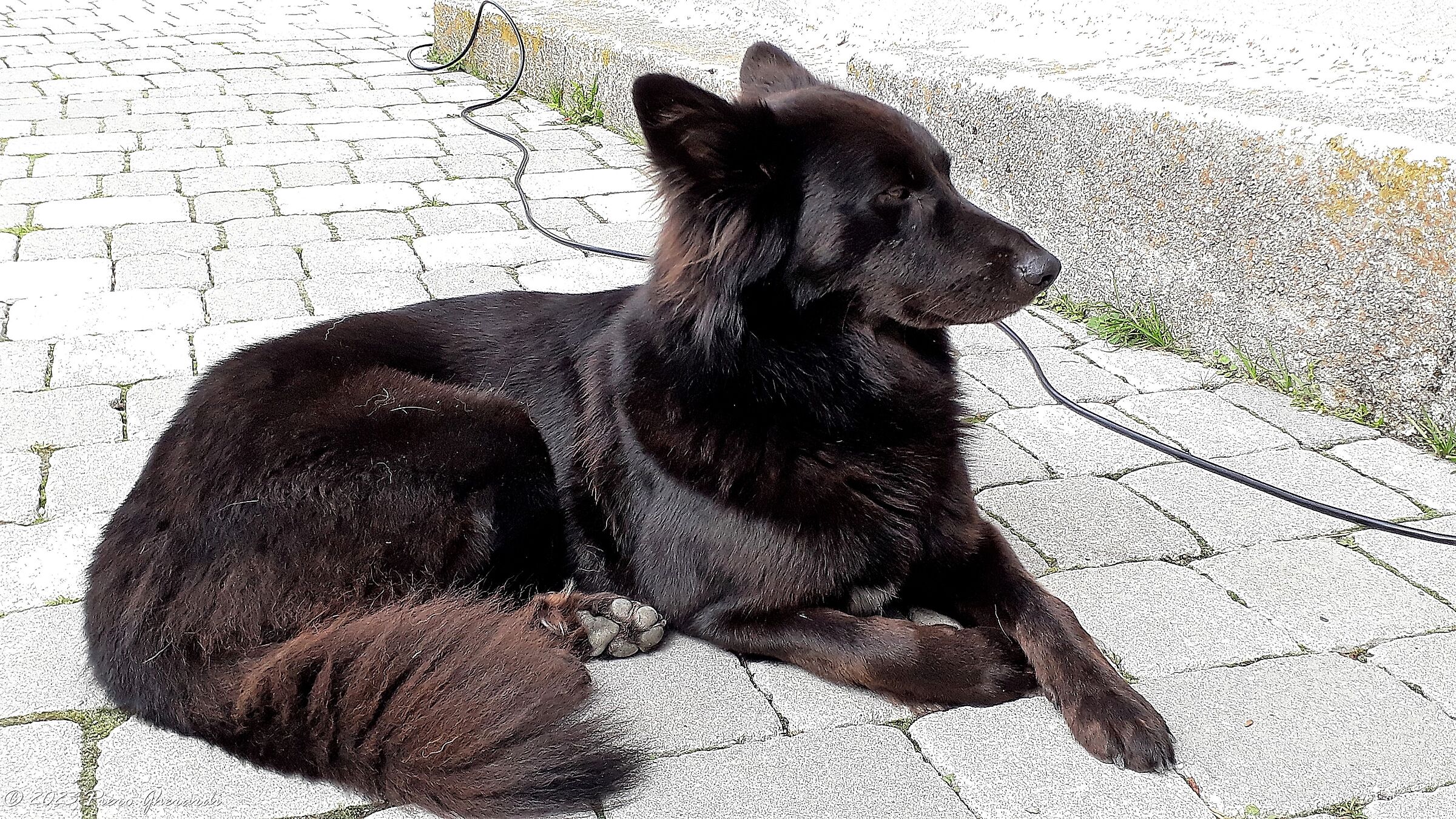 Animali domestici