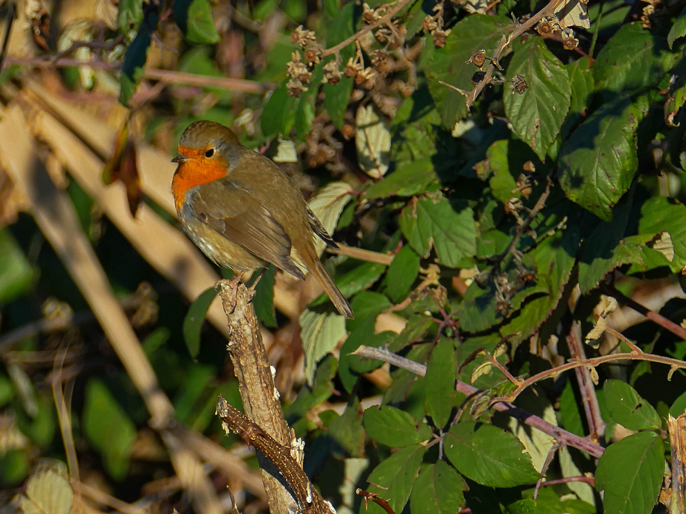 Robin