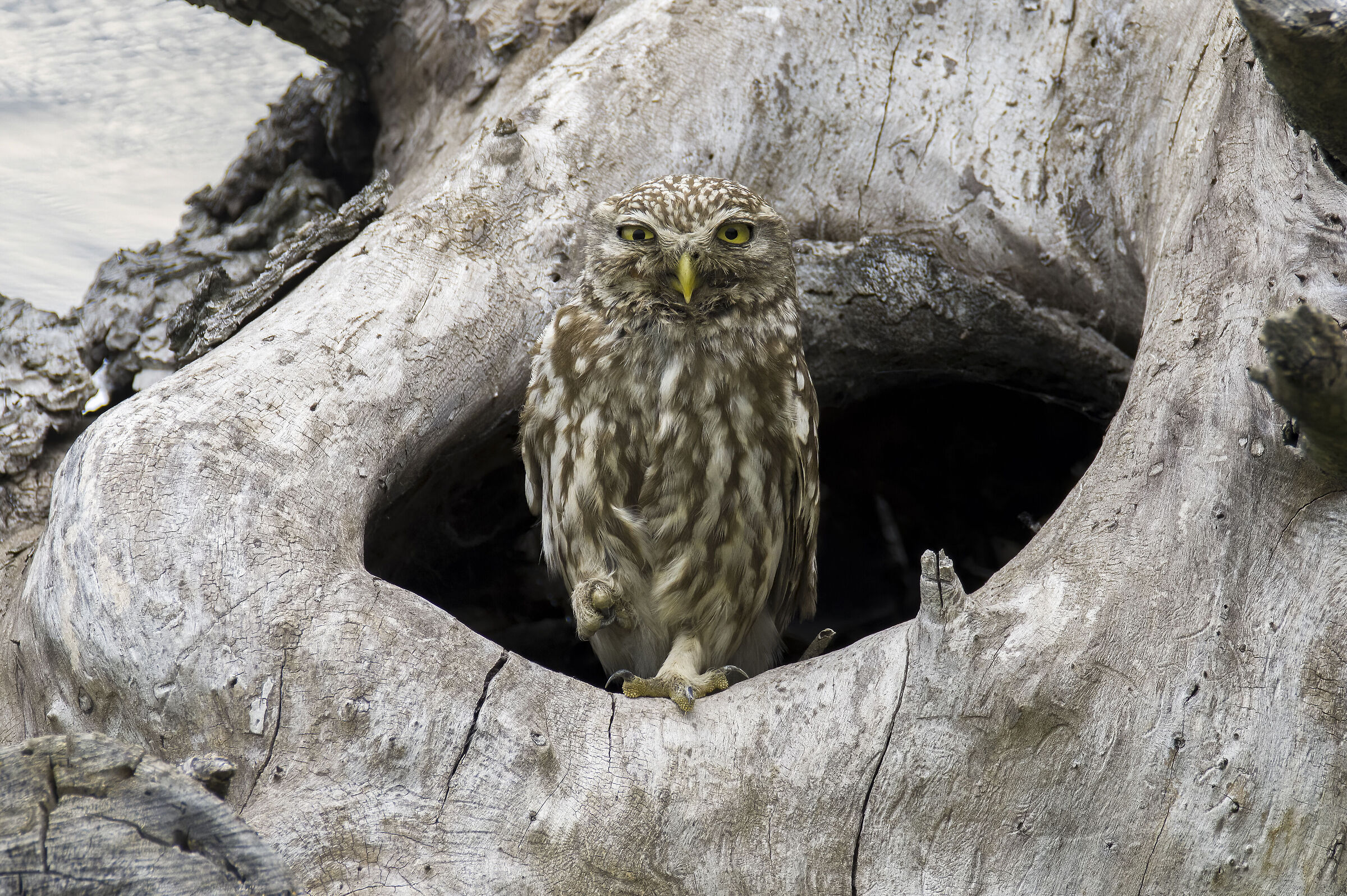 La mia vicina di casa
