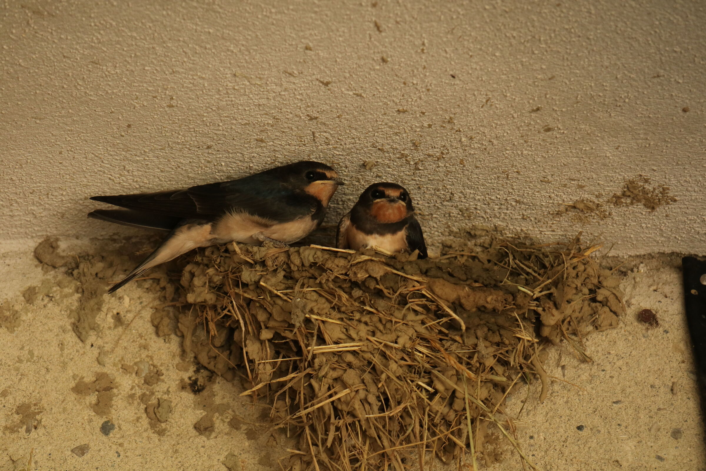 Swallows waiting for the hatching of the eggs.