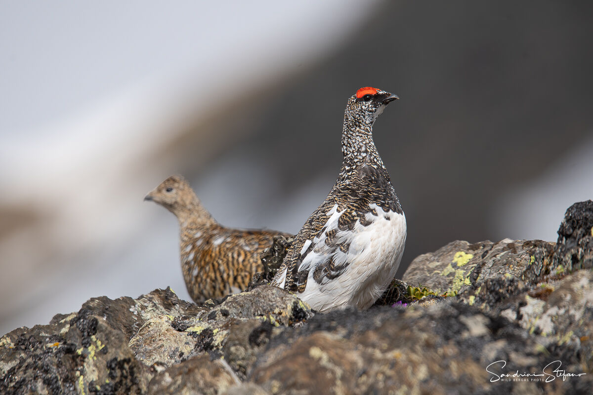 Ptarmigan
