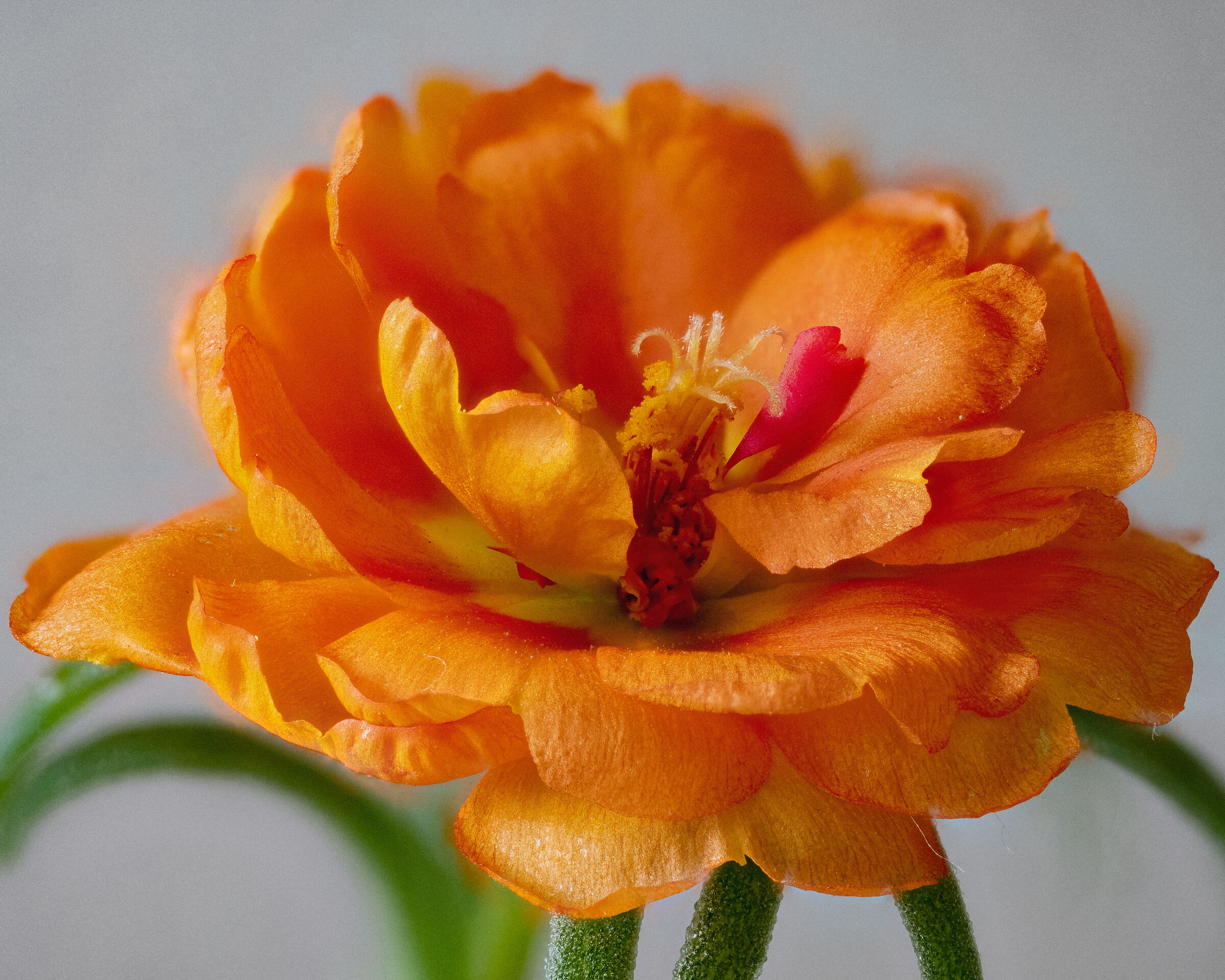 Portulaca