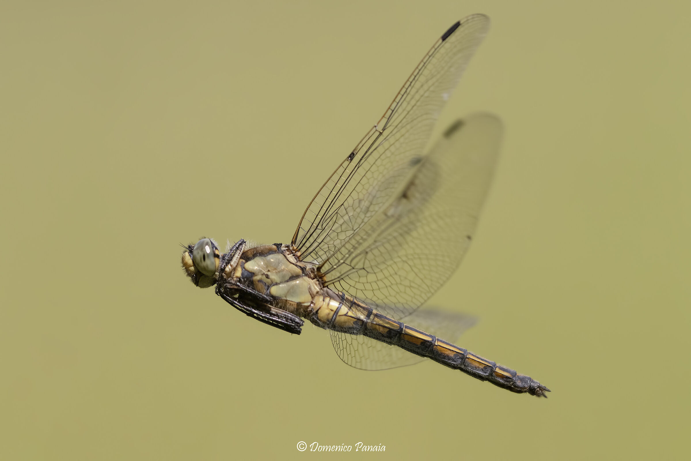Orthetrum cancellatum