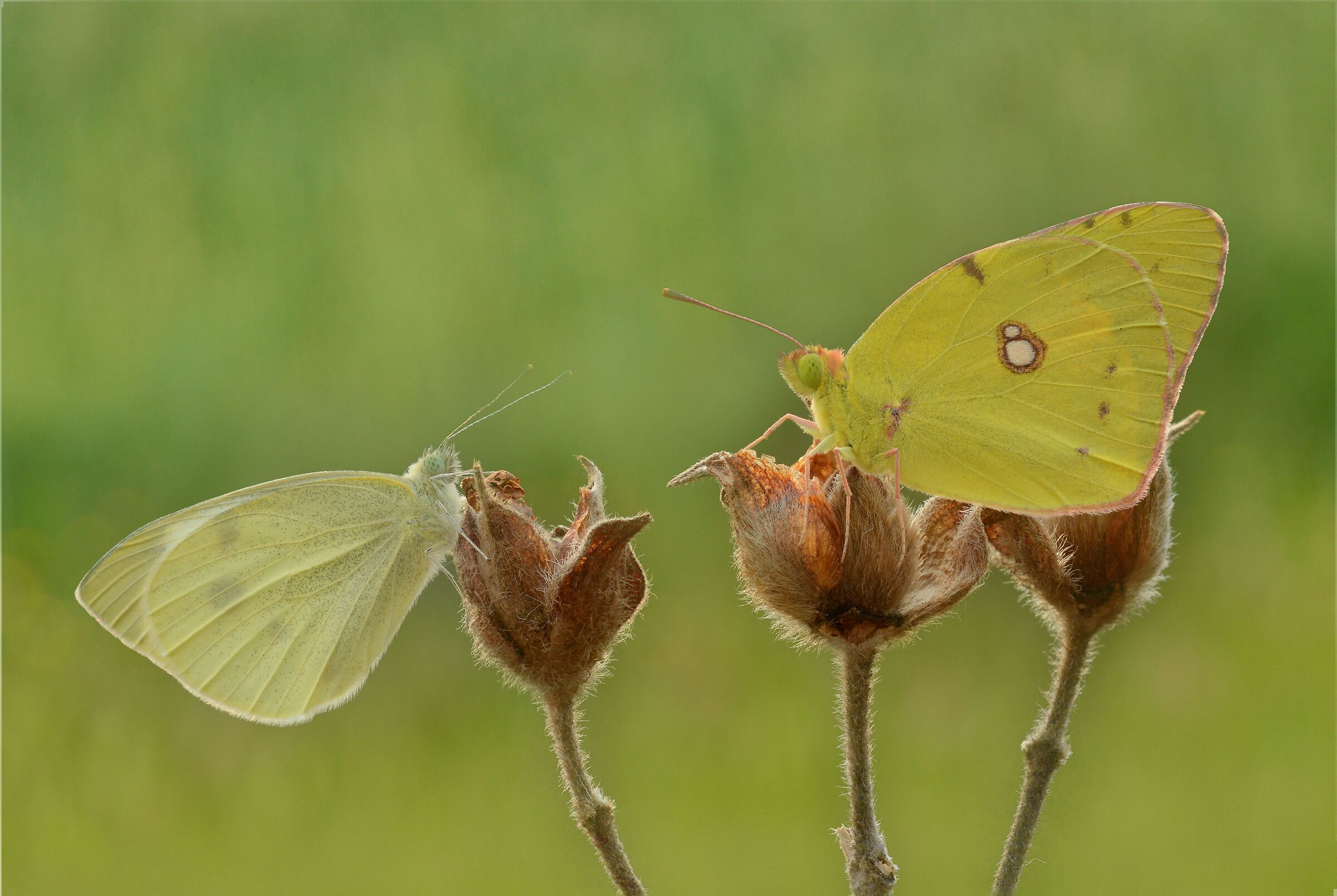 Pieride and Colias