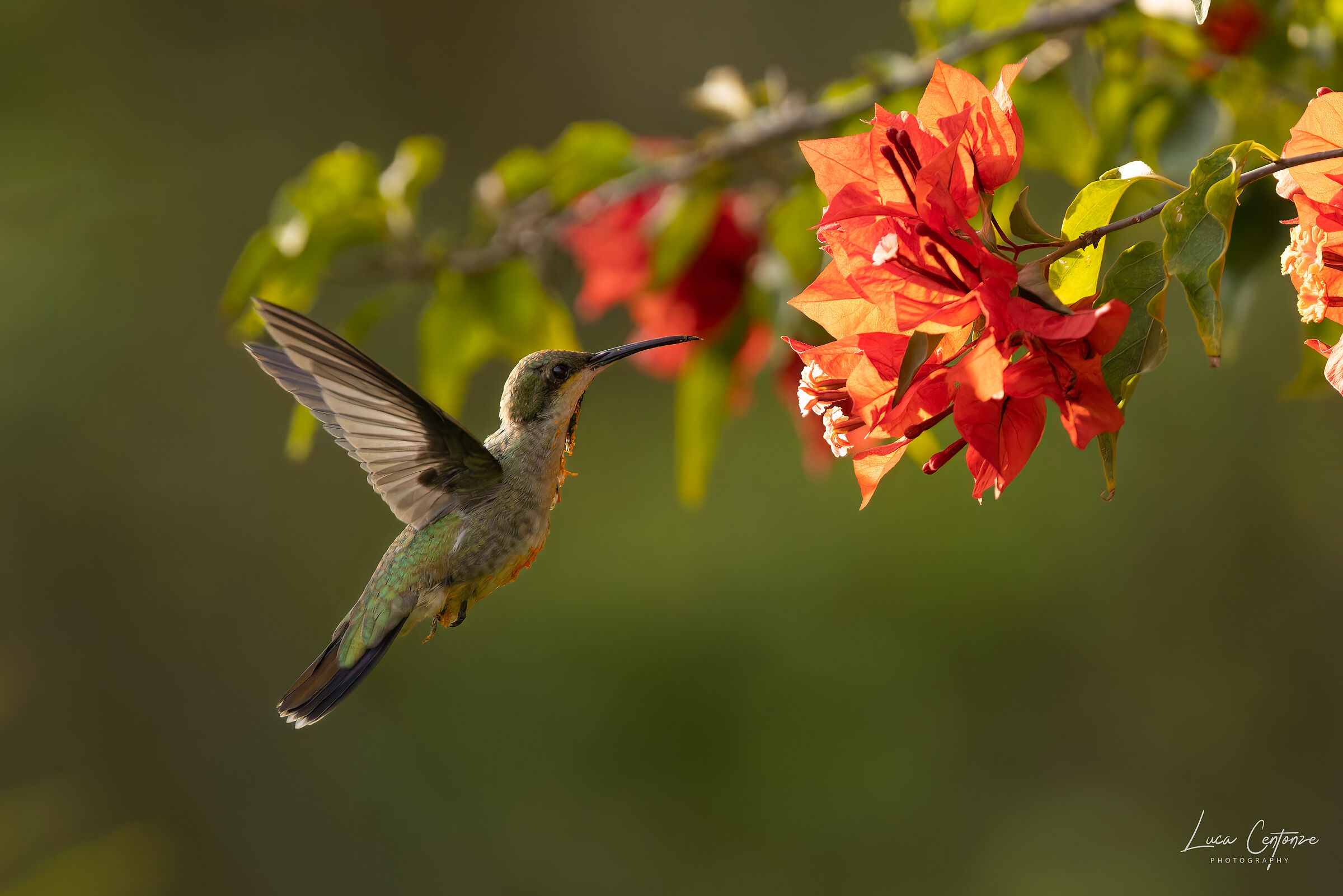 Hummingbird