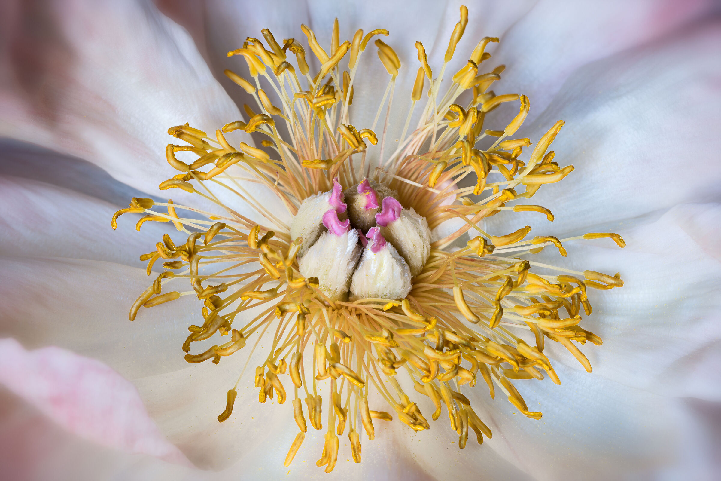 Every flower has a soul ...