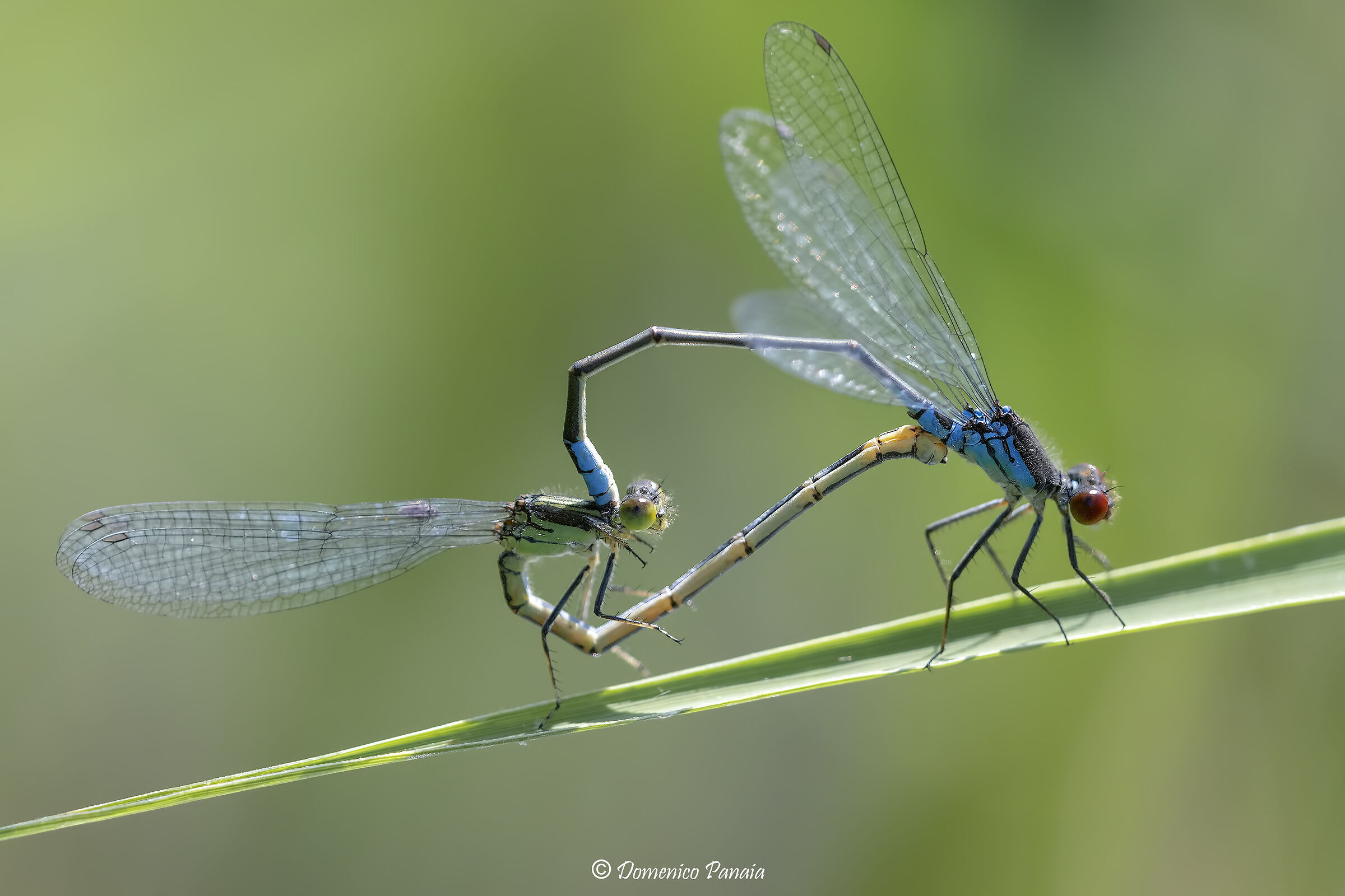 erythromma viridulum
