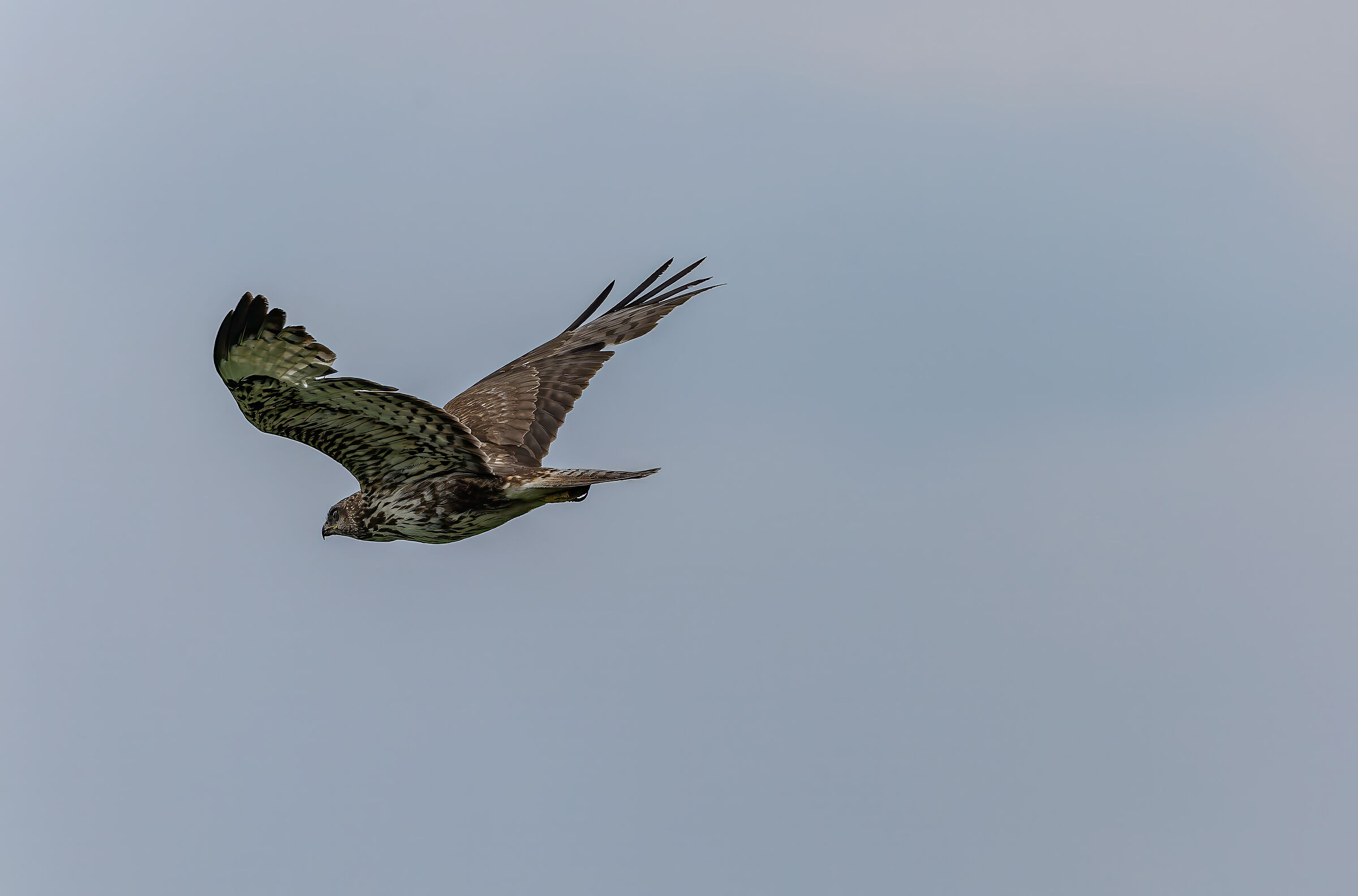 Buzzard