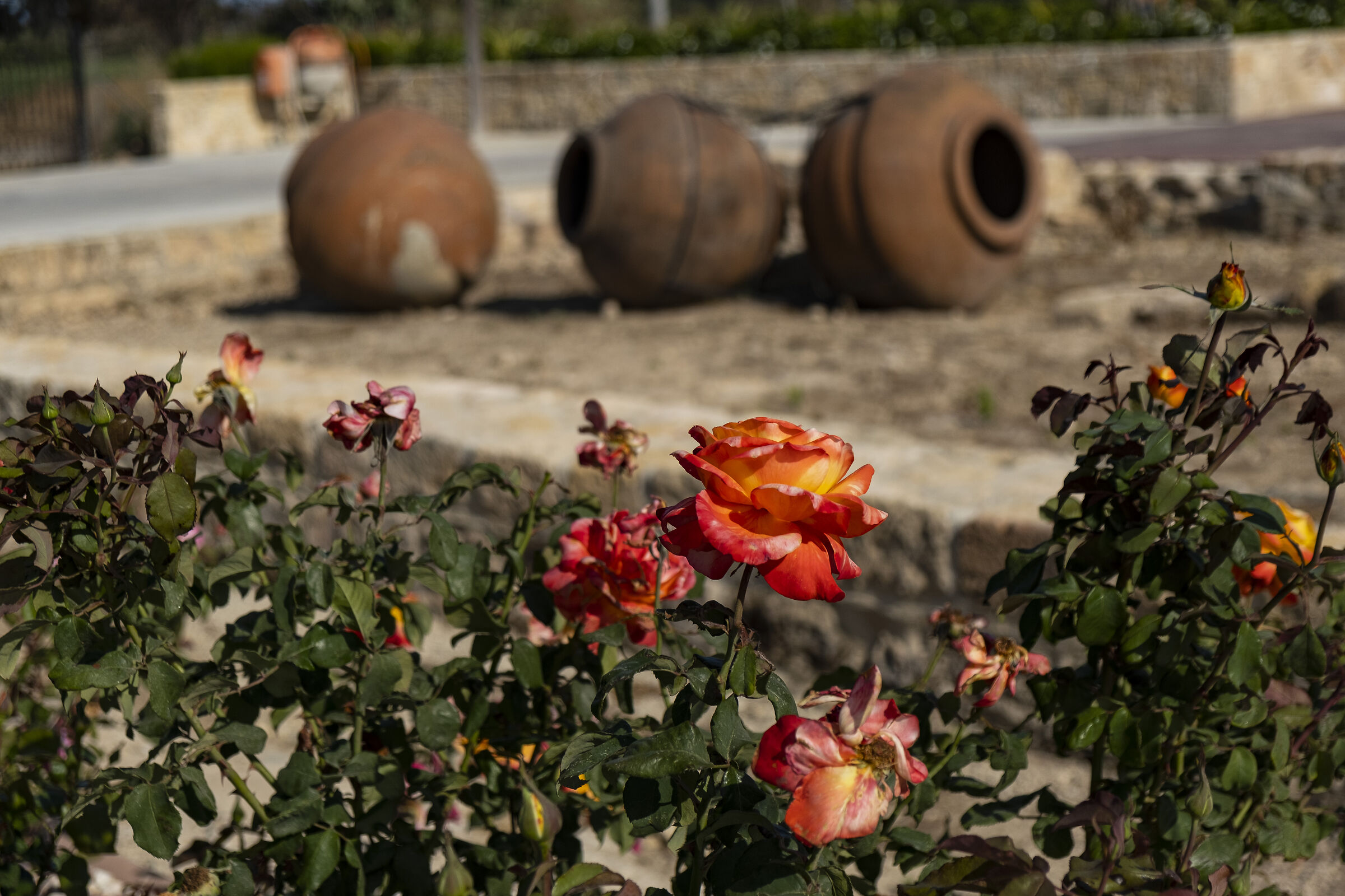 rosa e anfore