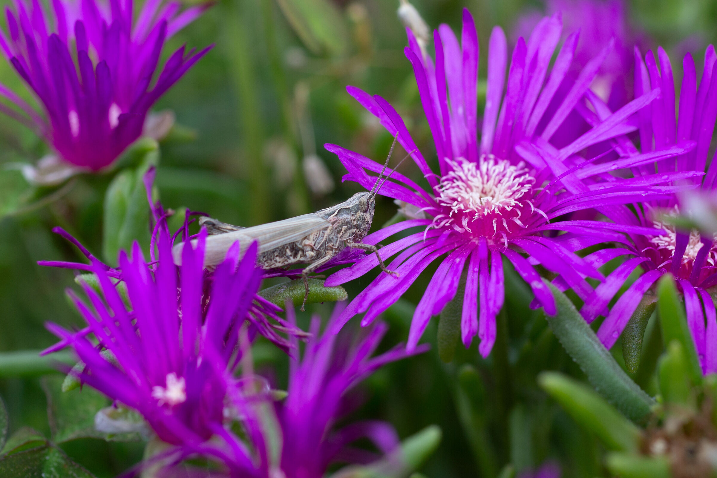 The appearance of the locust